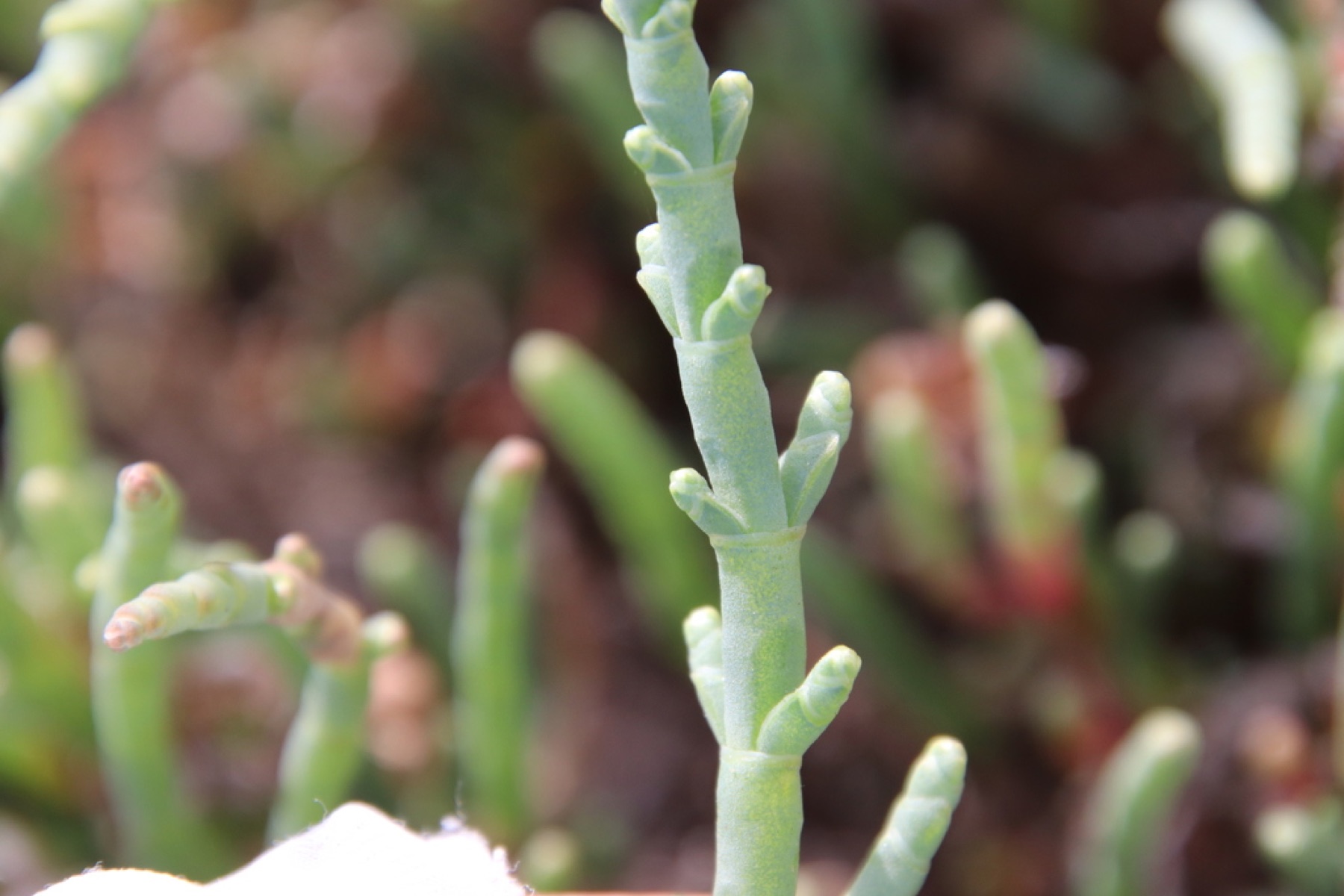 Pickleweed — photo 4