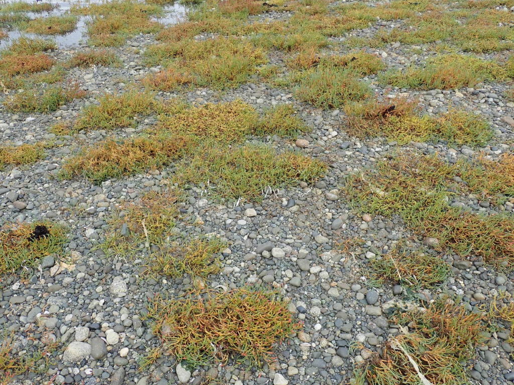 Pickleweed — photo 5