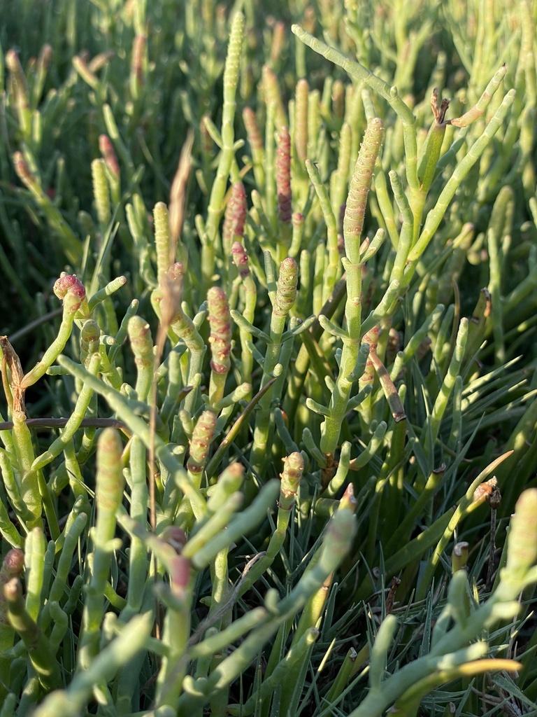 Pickleweed — photo 15