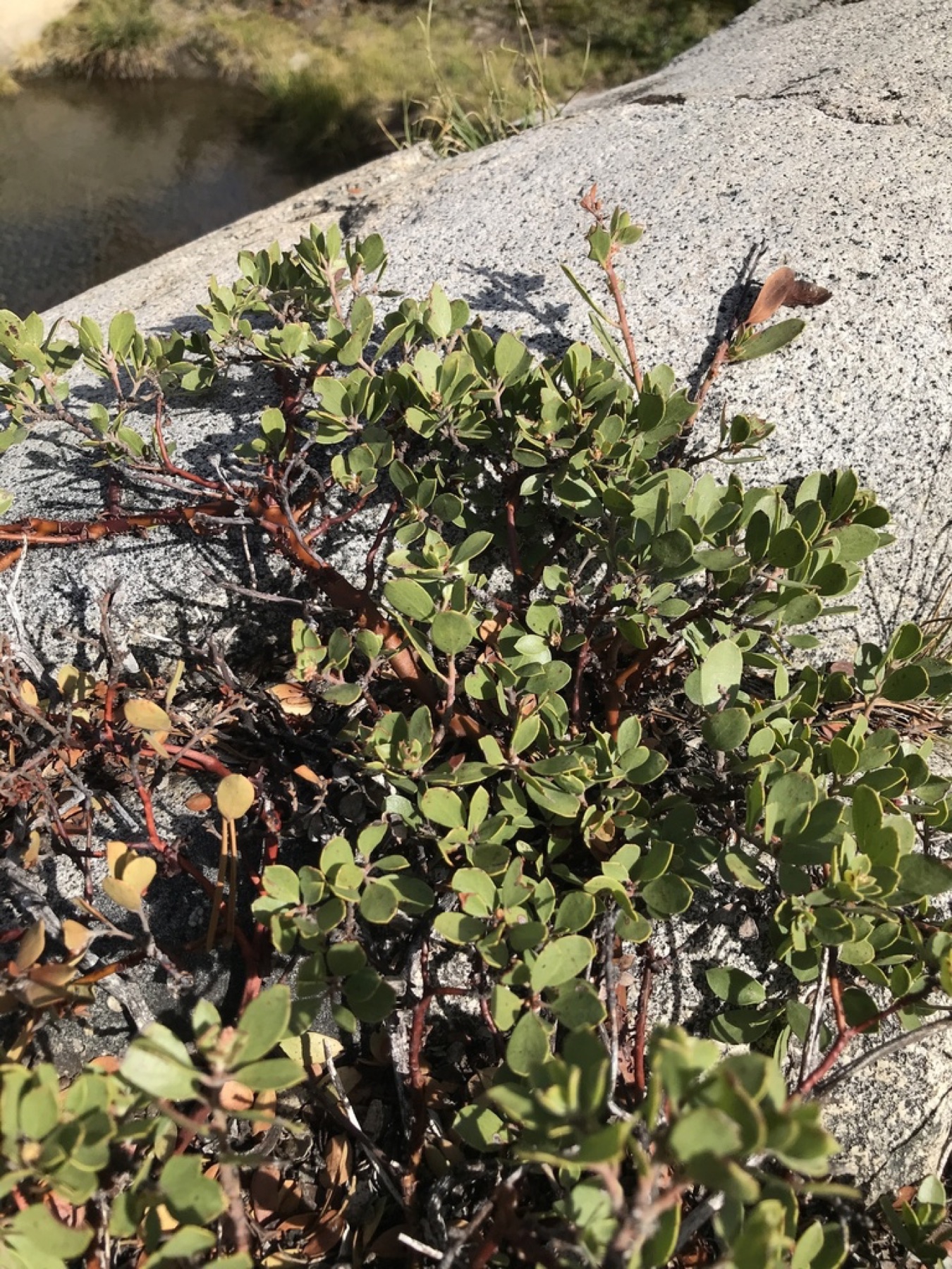 Pinemat Manzanita — photo 6