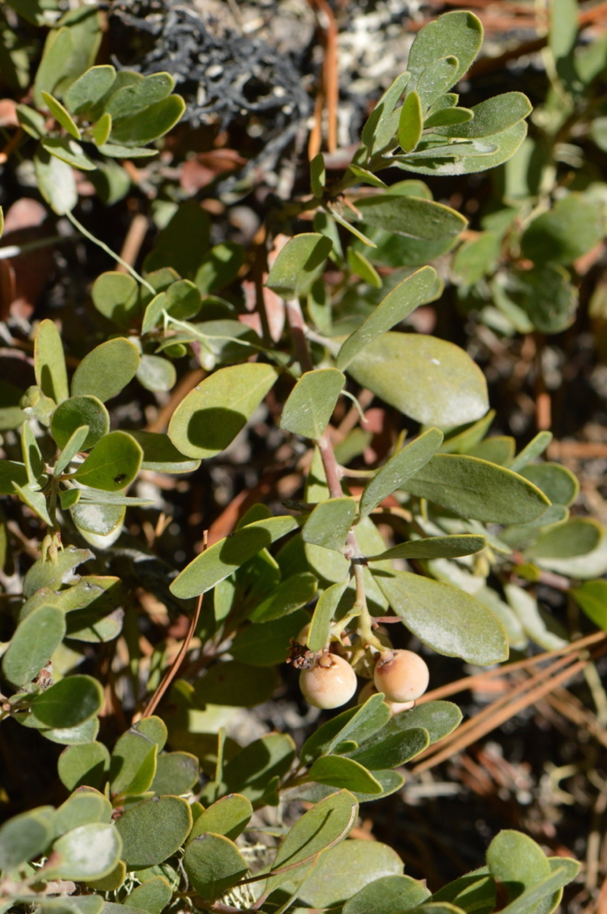 Pinemat Manzanita