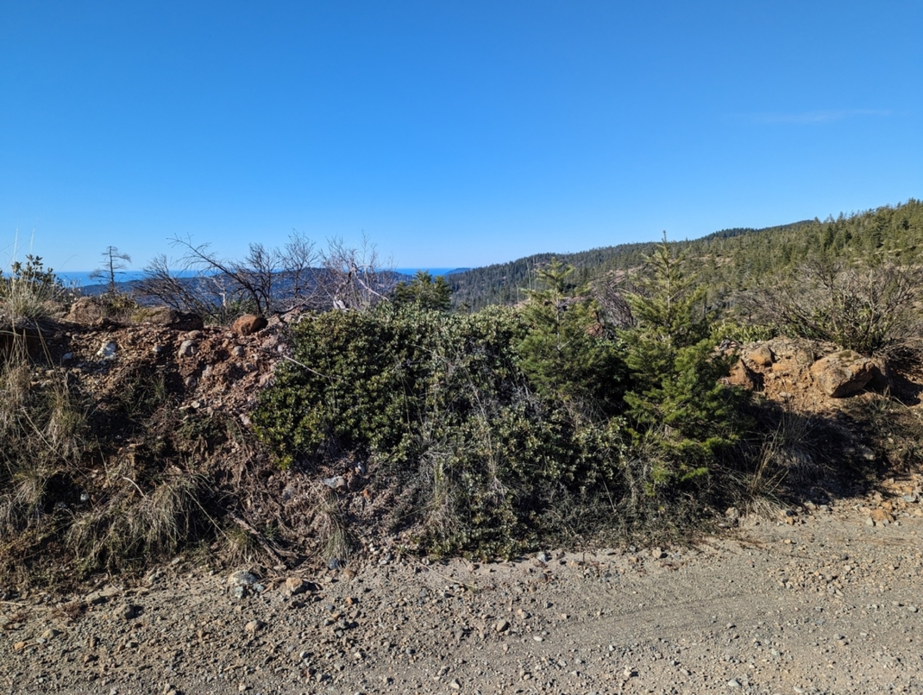 Pinemat Manzanita — photo 2