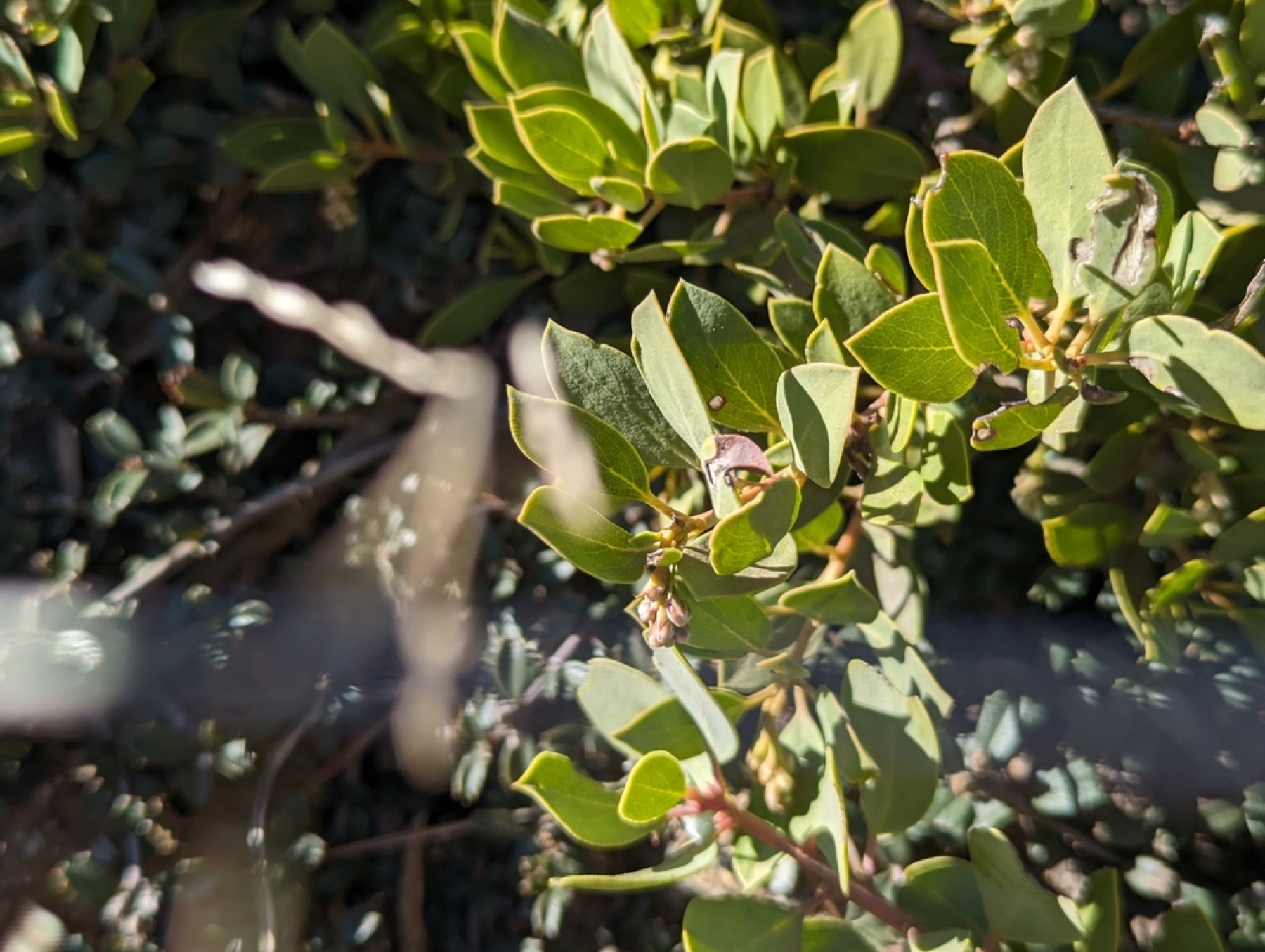 Pinemat Manzanita — photo 3