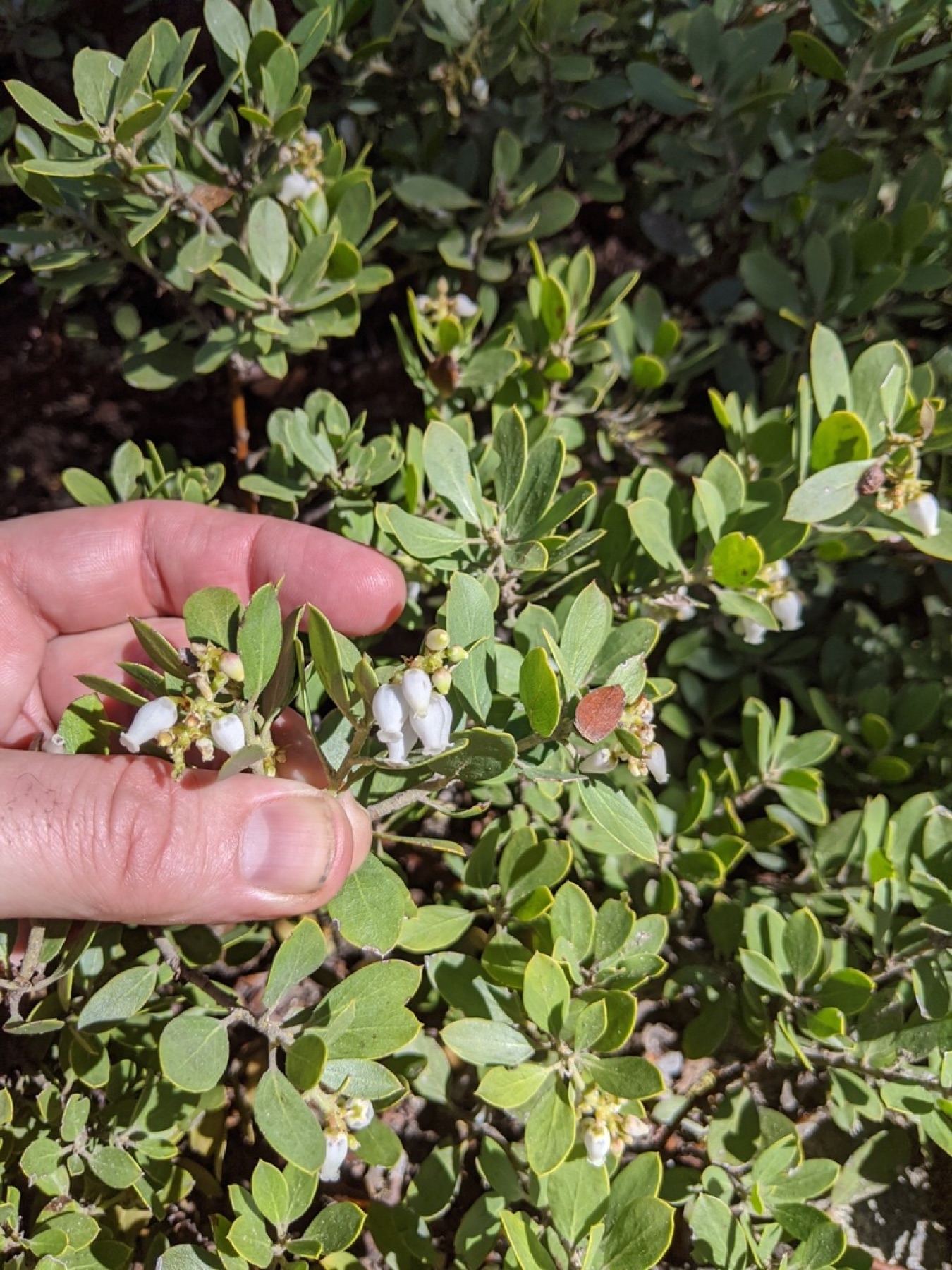 Pinemat Manzanita — photo 4