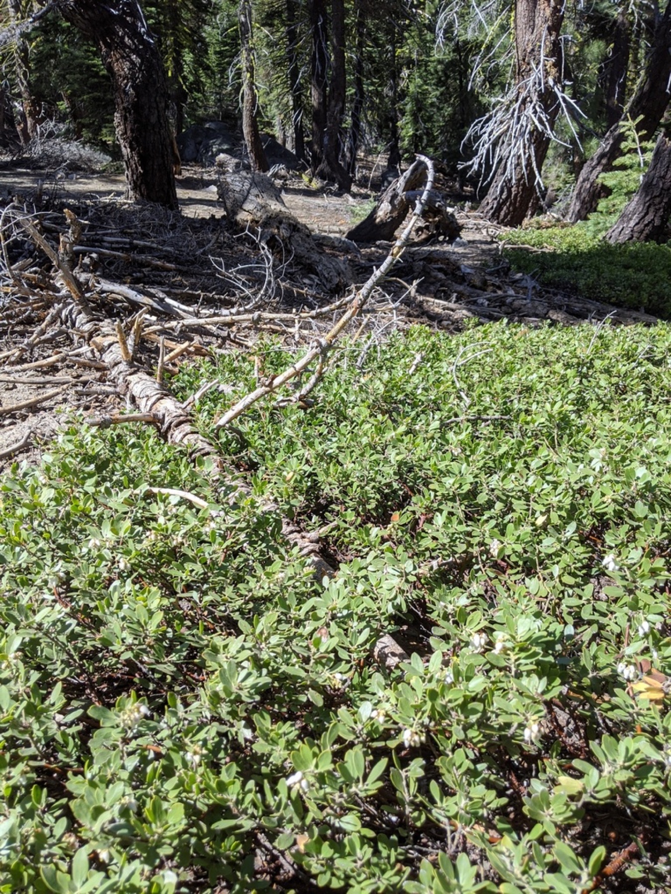 Pinemat Manzanita — photo 5