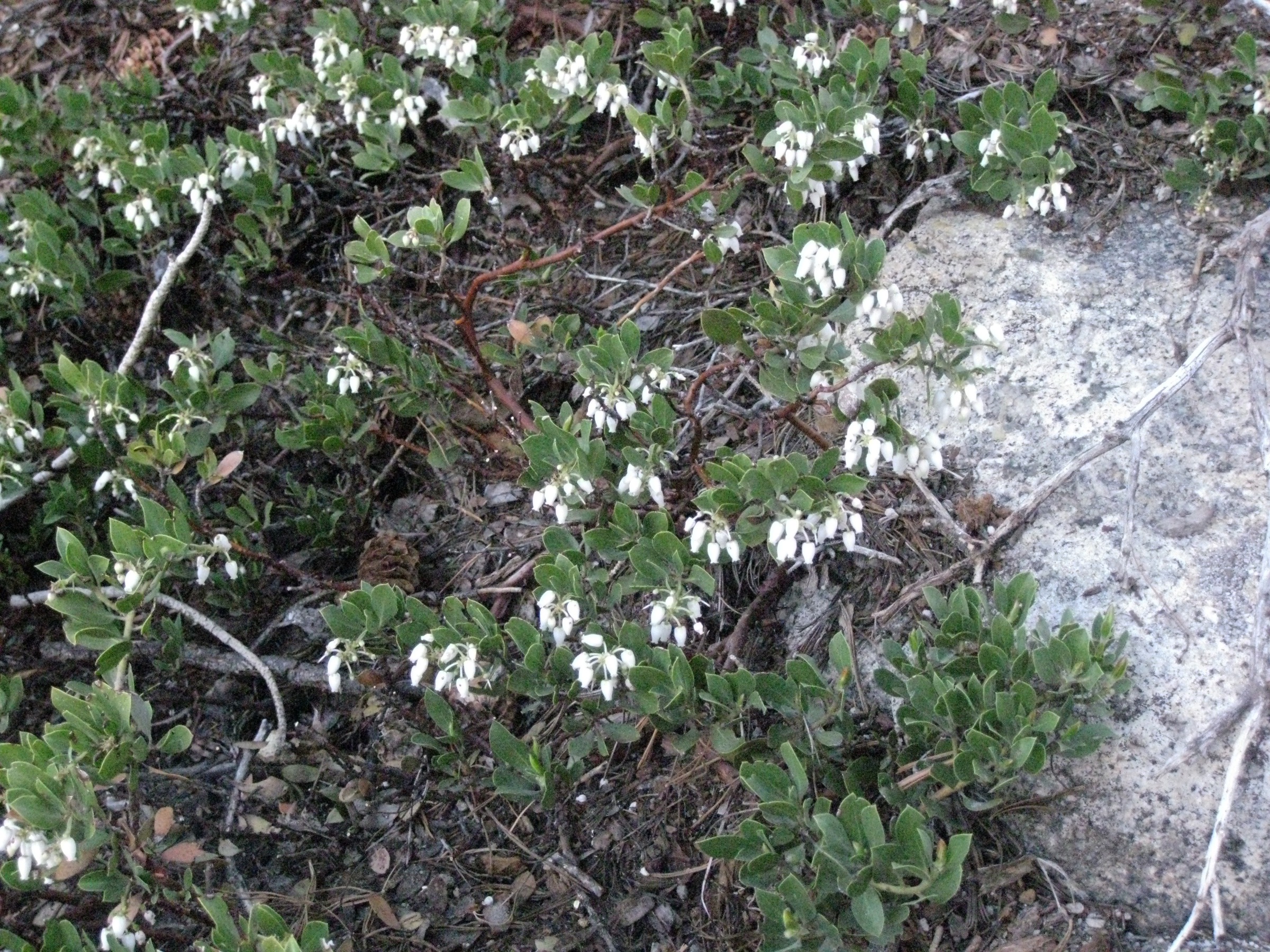 Pinemat Manzanita