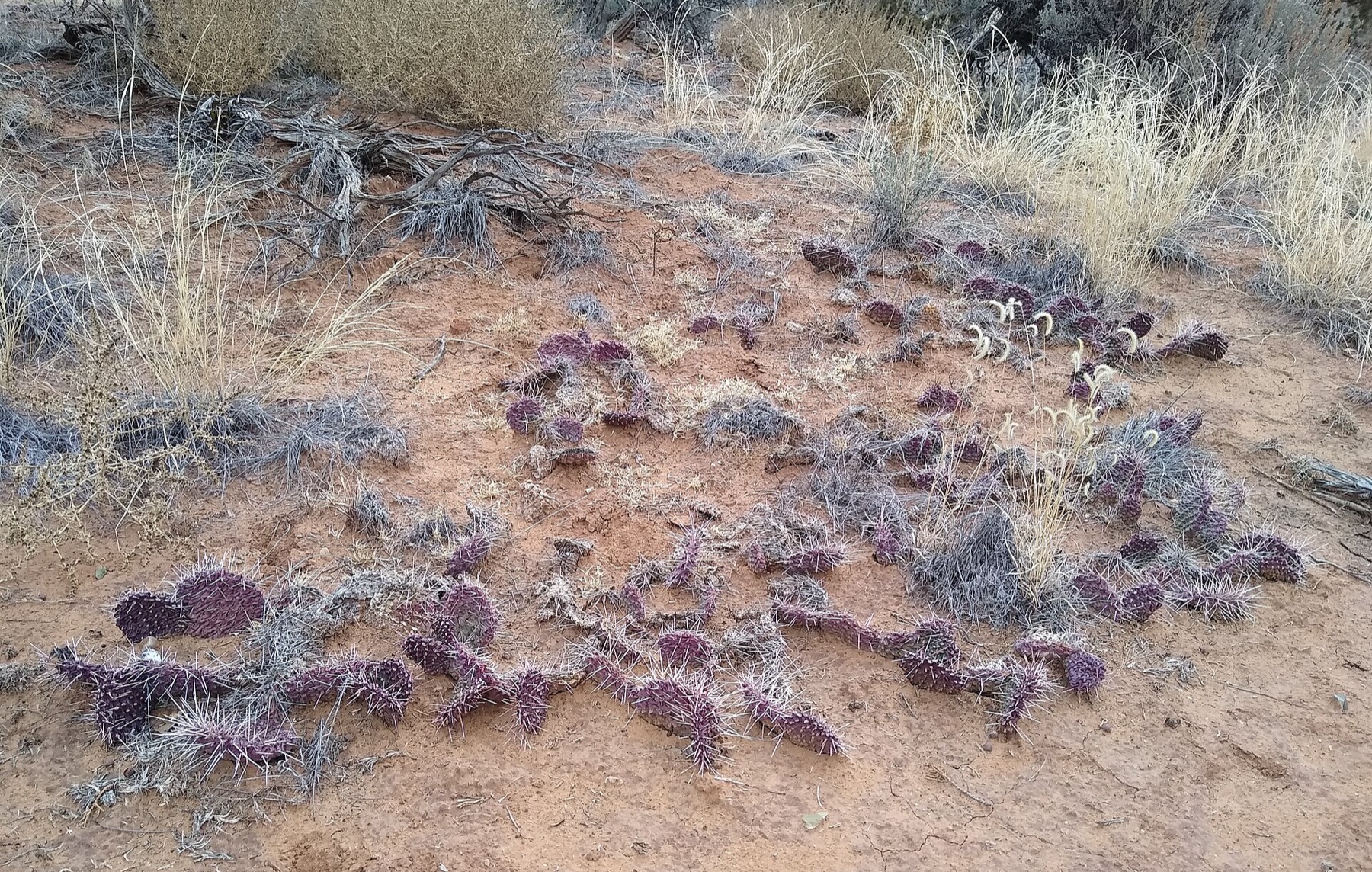 Plains Pricklypear — photo 6