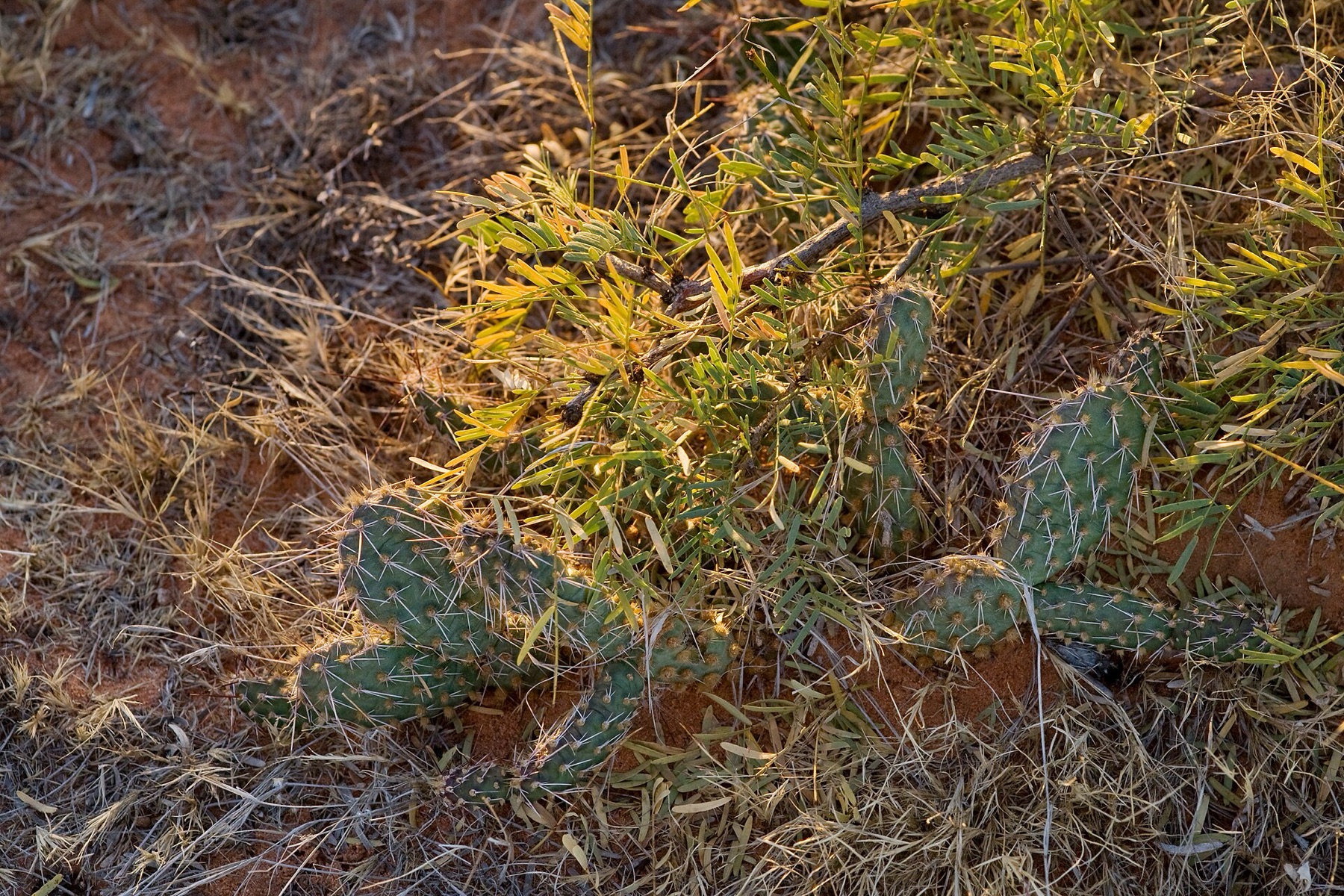 Plains Pricklypear — photo 7