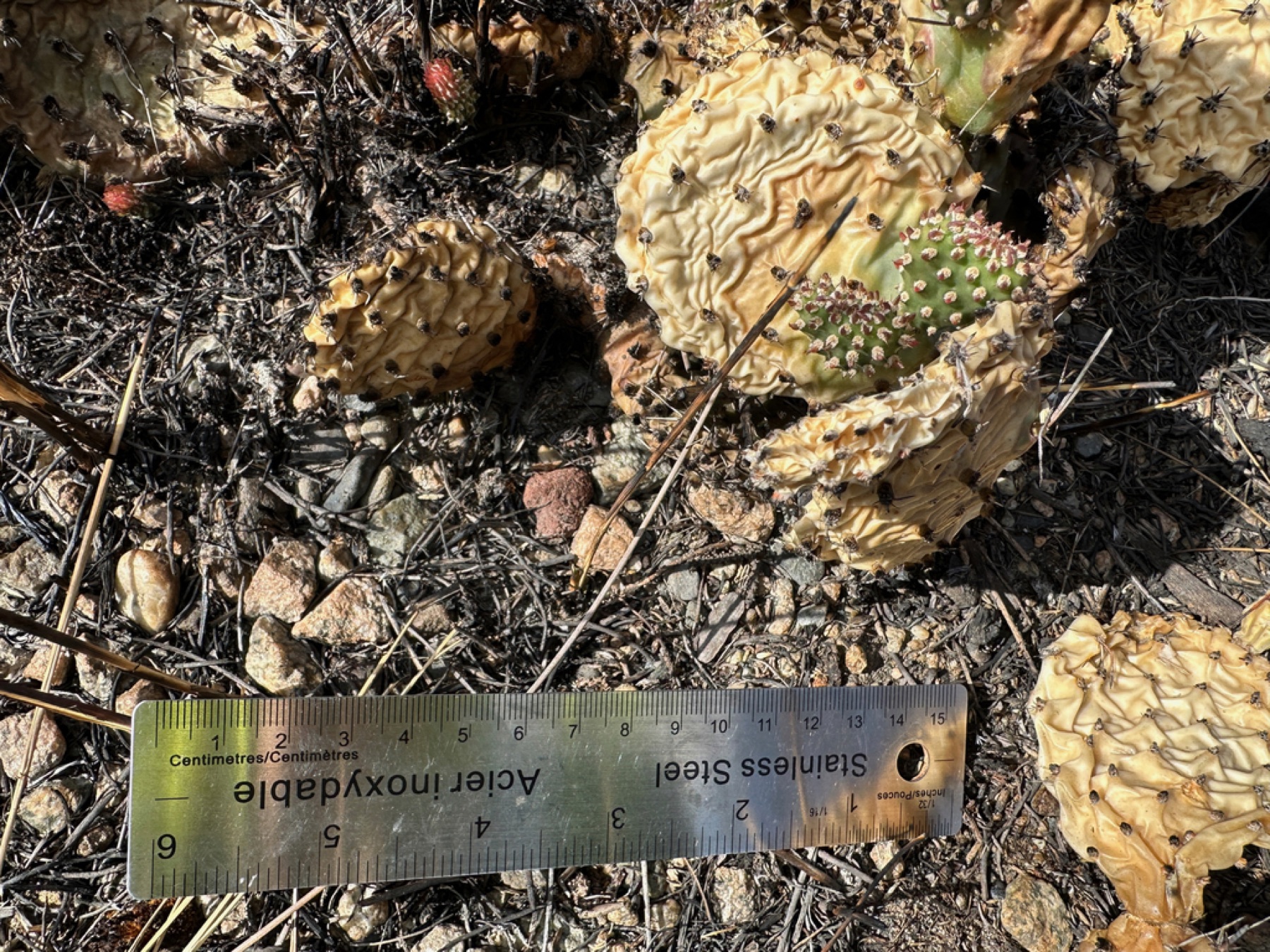 Plains Pricklypear — photo 8
