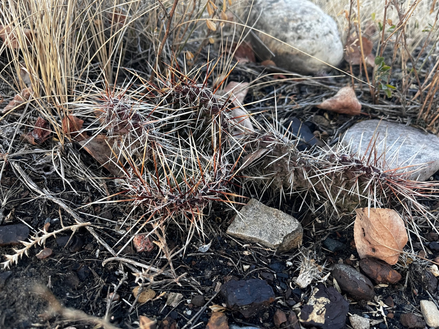 Plains Pricklypear — photo 9
