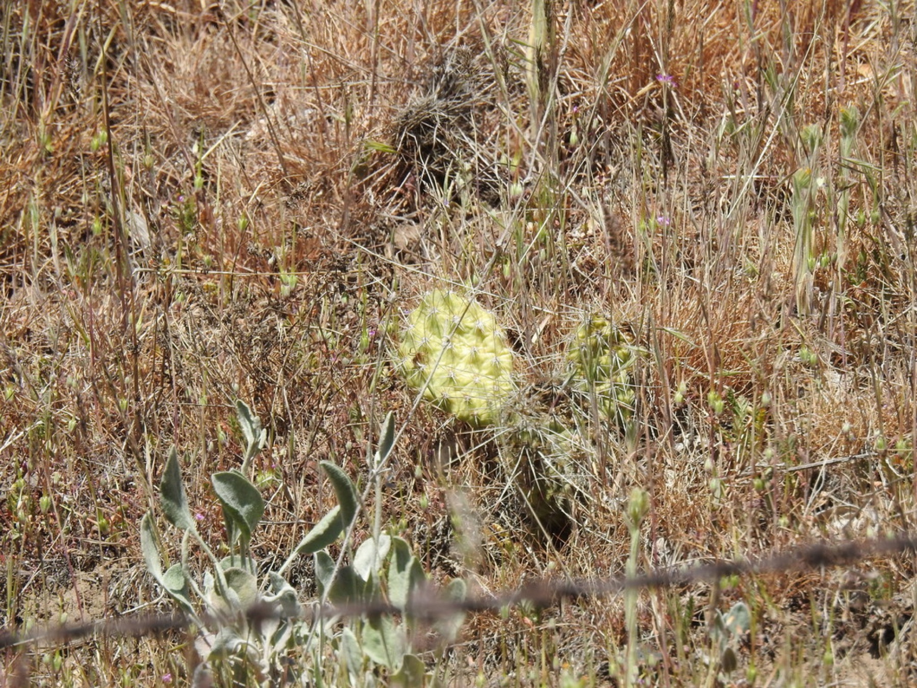 Plains Pricklypear — photo 10