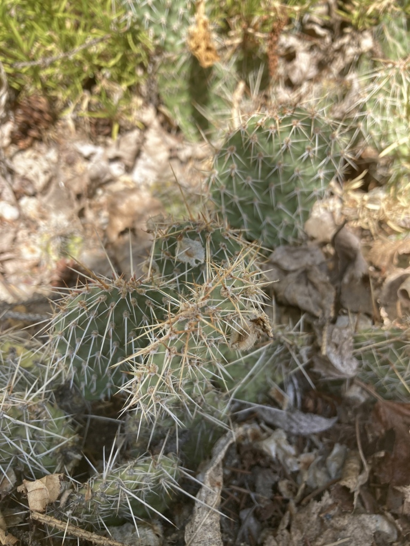 Plains Pricklypear — photo 11