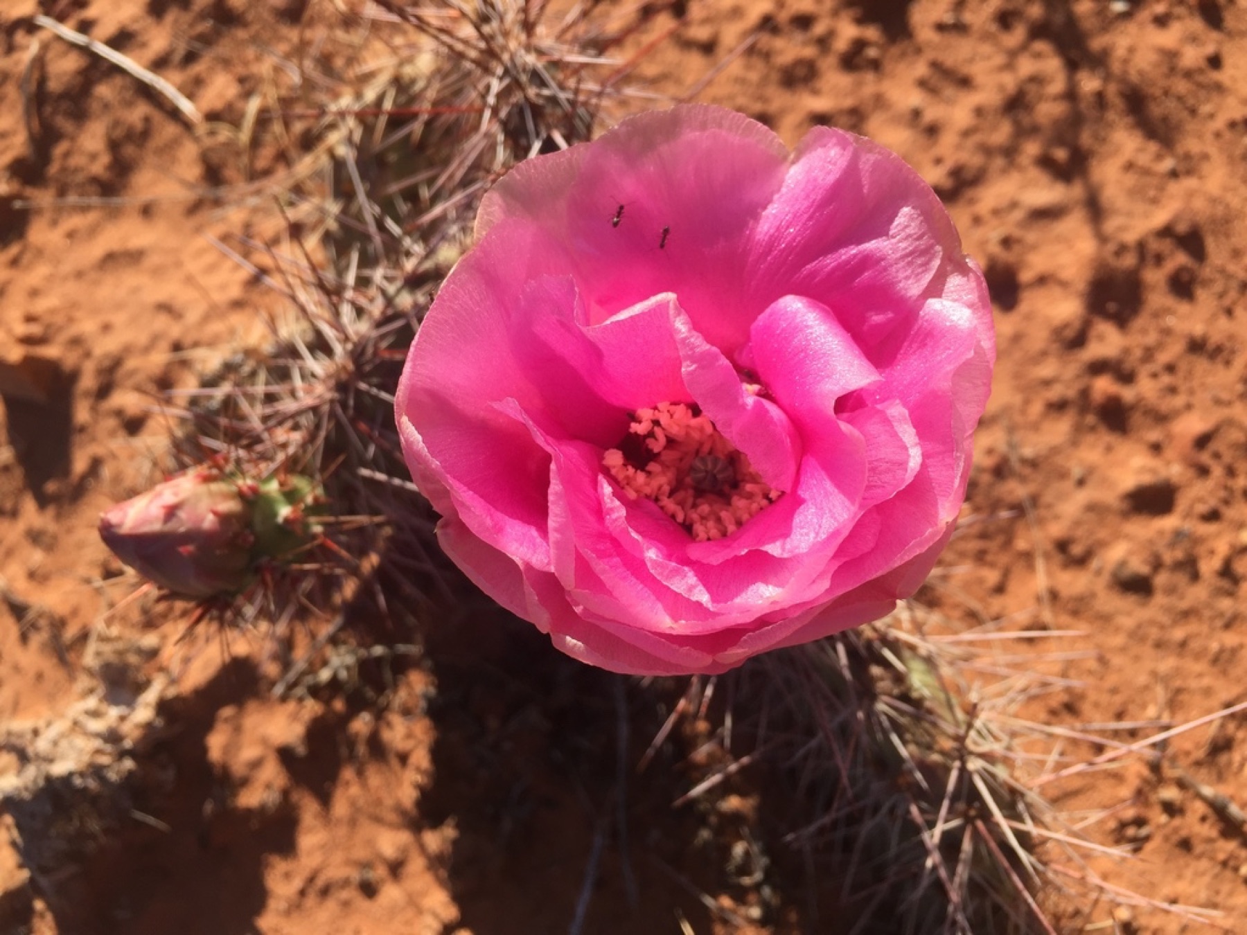 Plains Pricklypear — photo 12