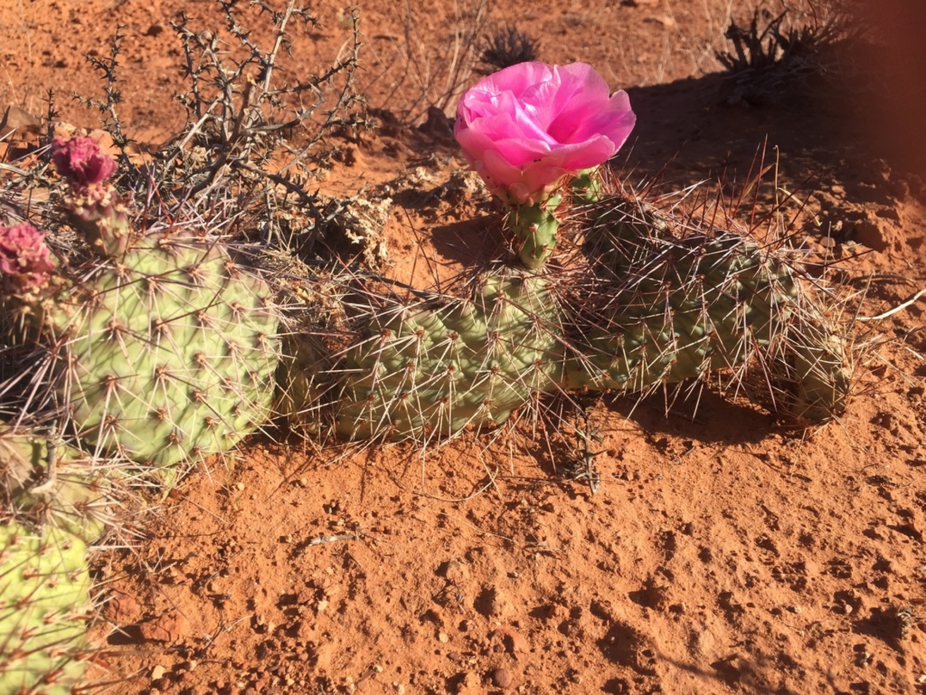Plains Pricklypear — photo 13