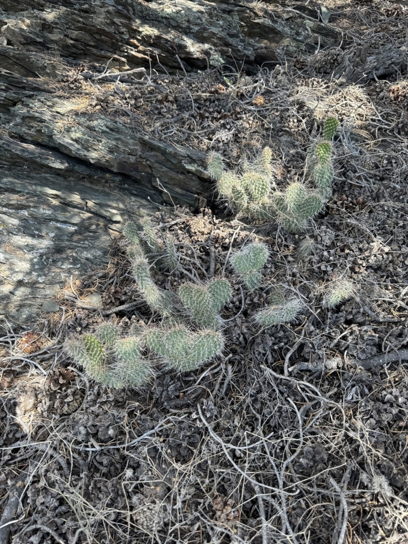 Plains Pricklypear — photo 14