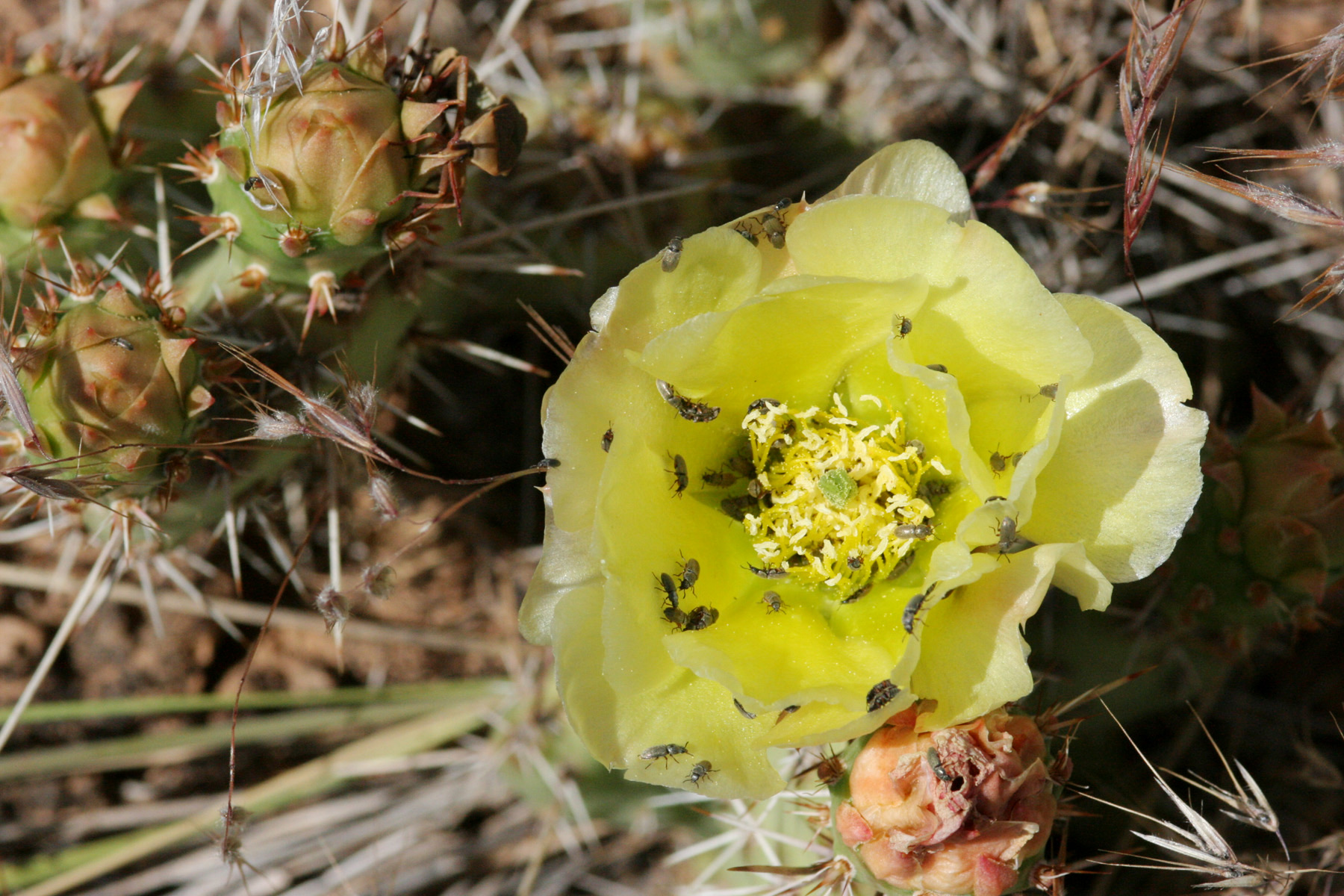 Plains Pricklypear — photo 15
