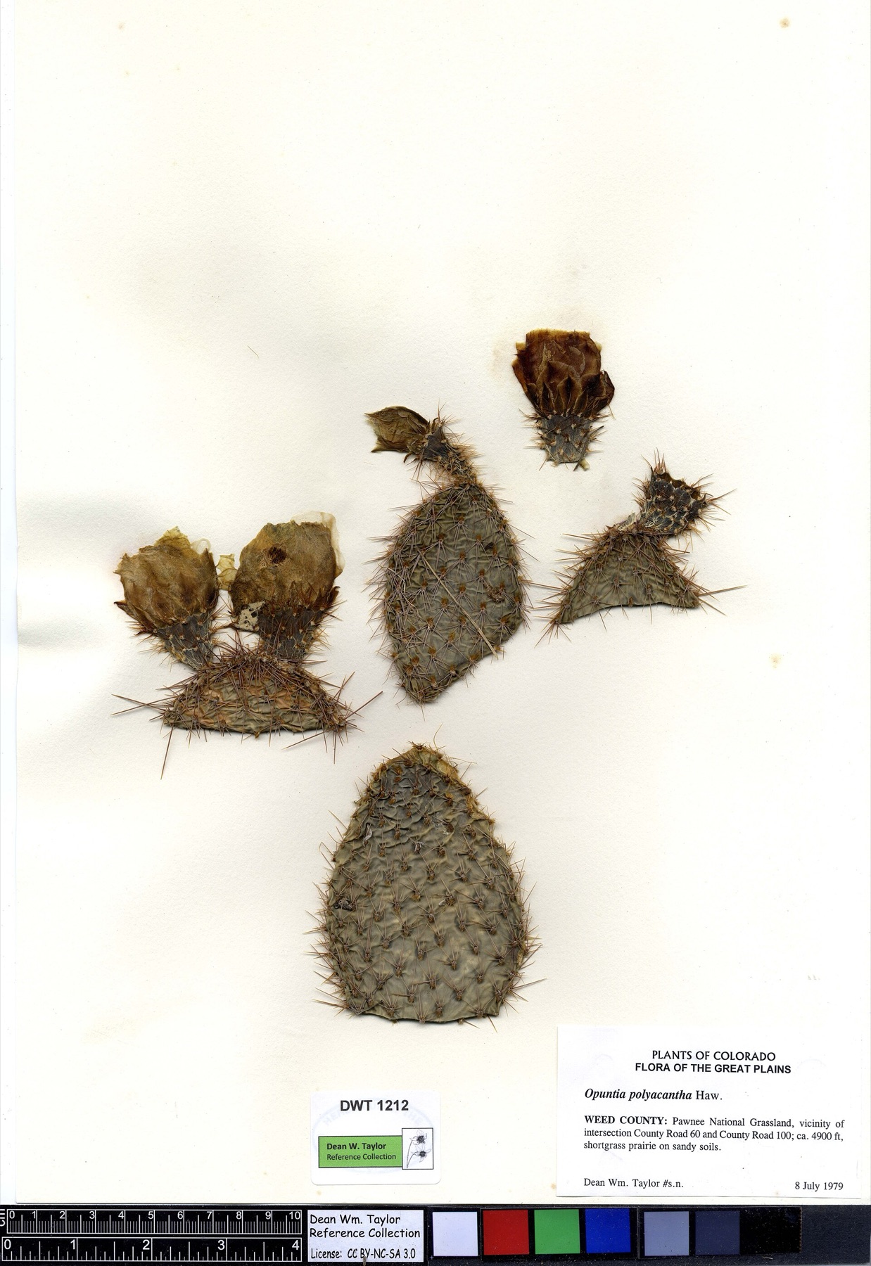 Plains Pricklypear — photo 17