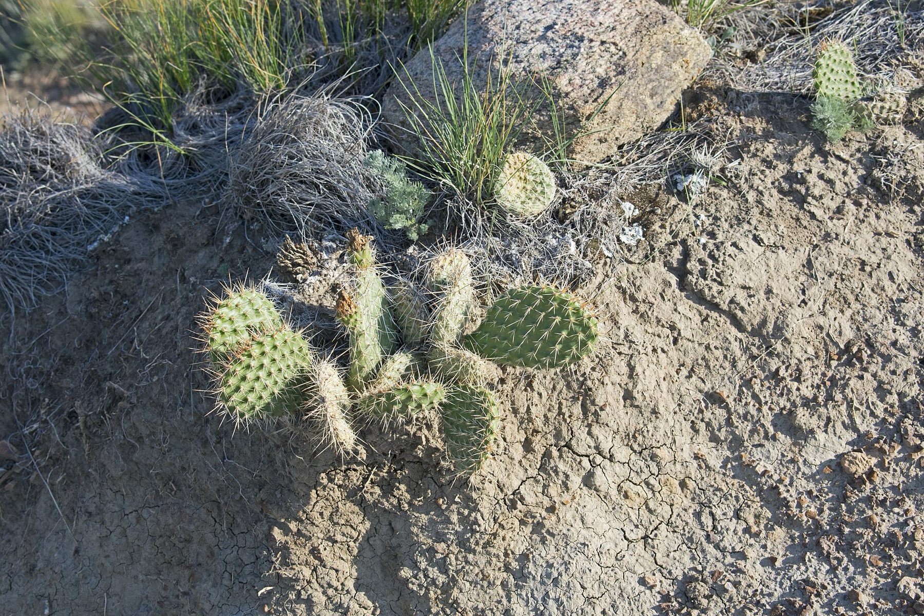 Plains Pricklypear — photo 18