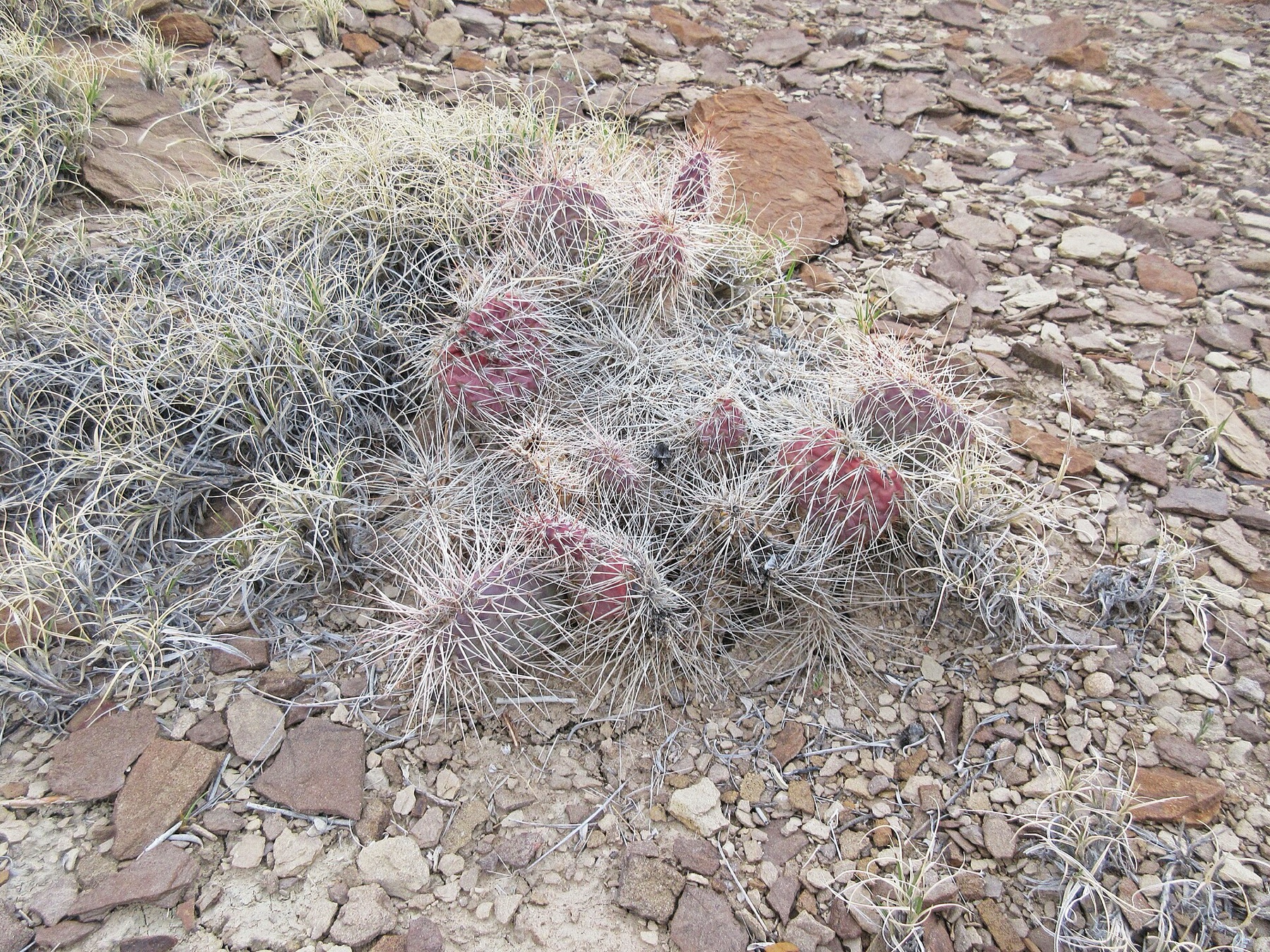 Plains Pricklypear — photo 19