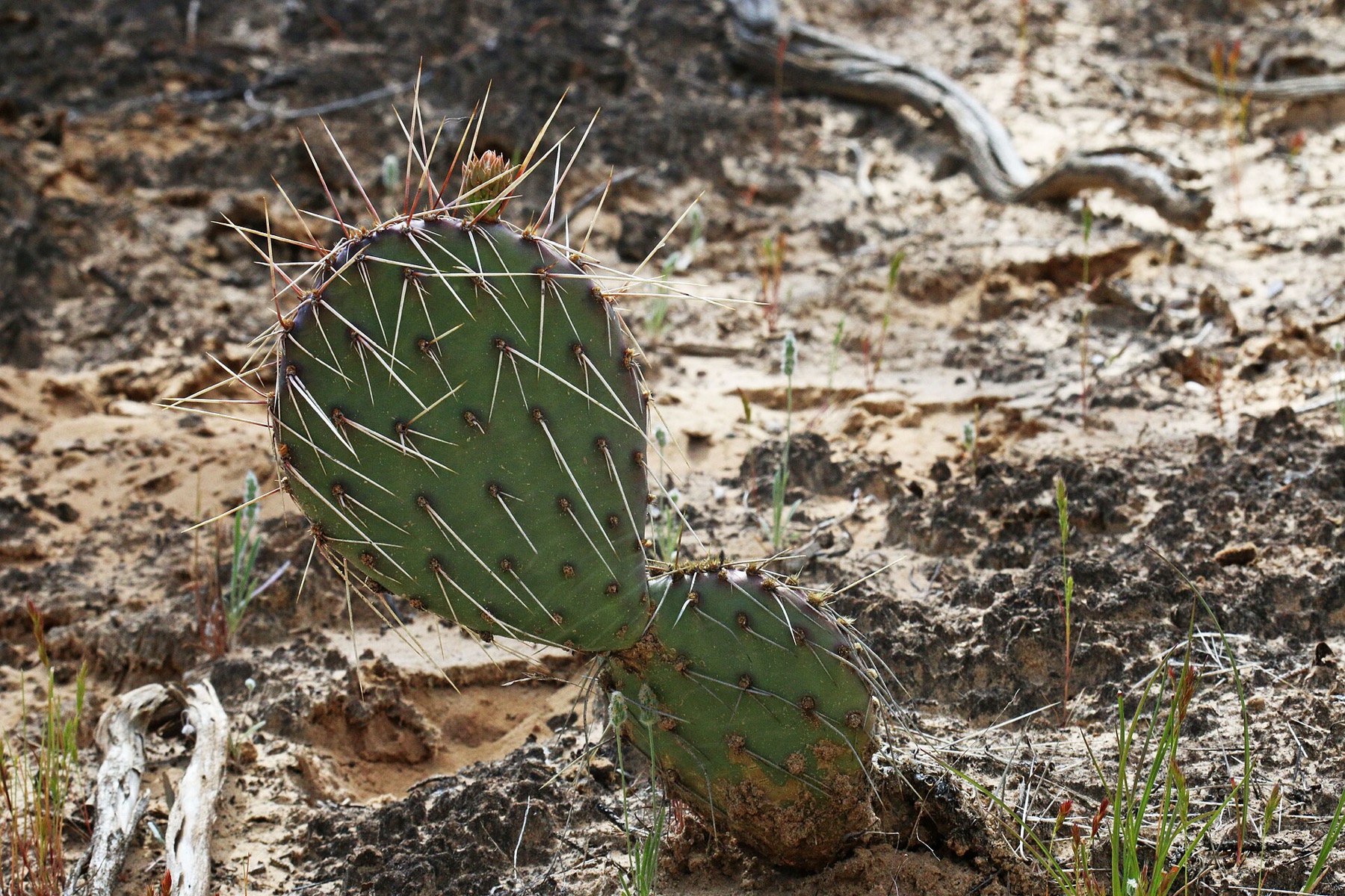 Plains Pricklypear — photo 20