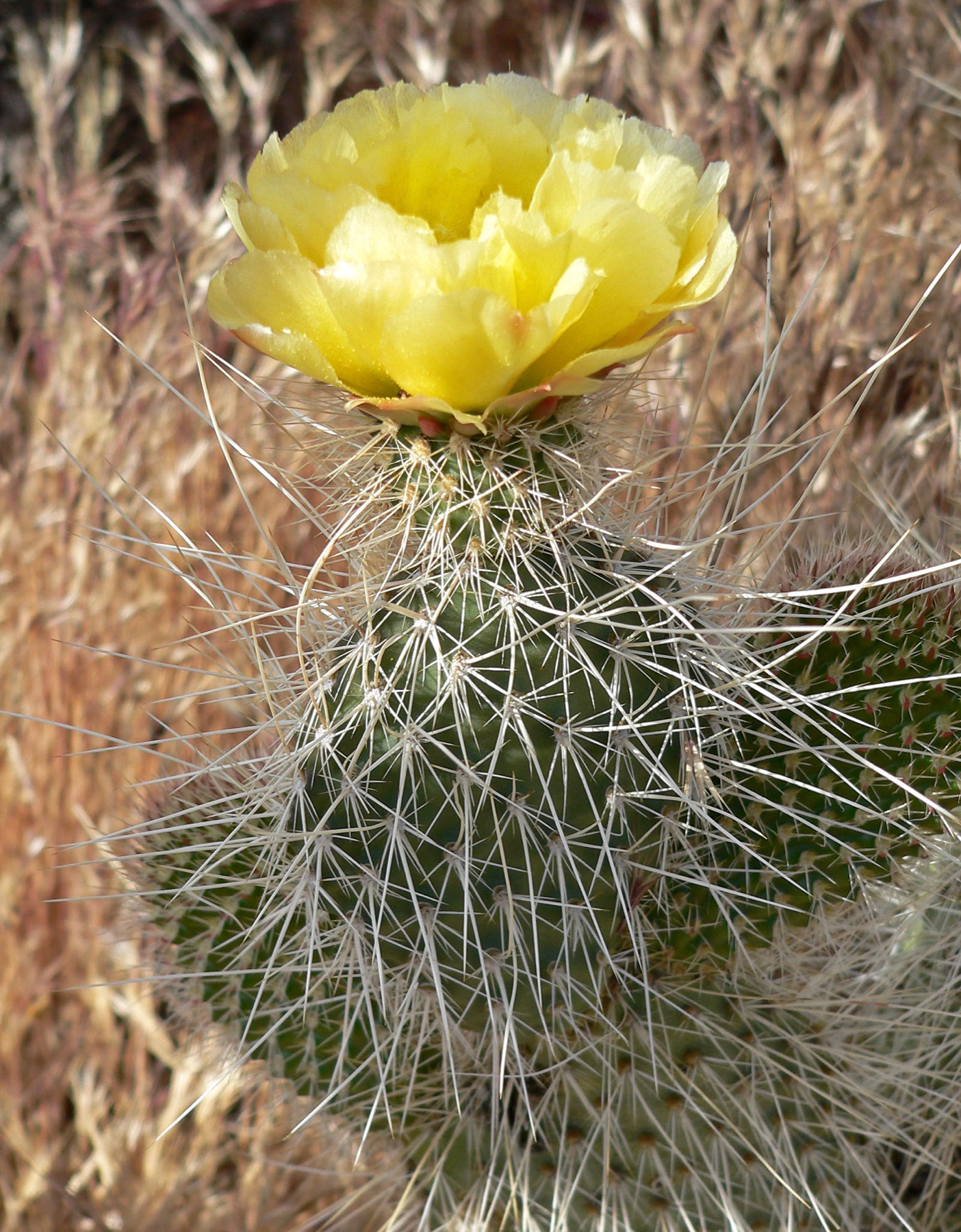 Plains Pricklypear — photo 21