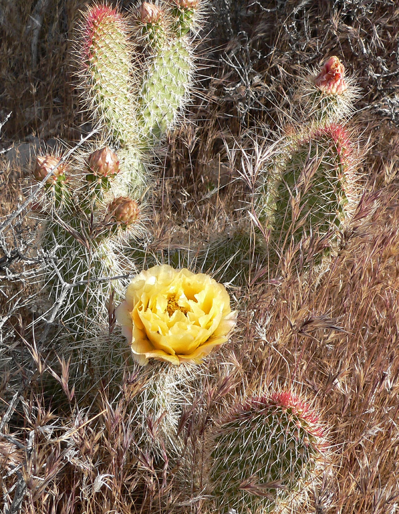 Plains Pricklypear — photo 22