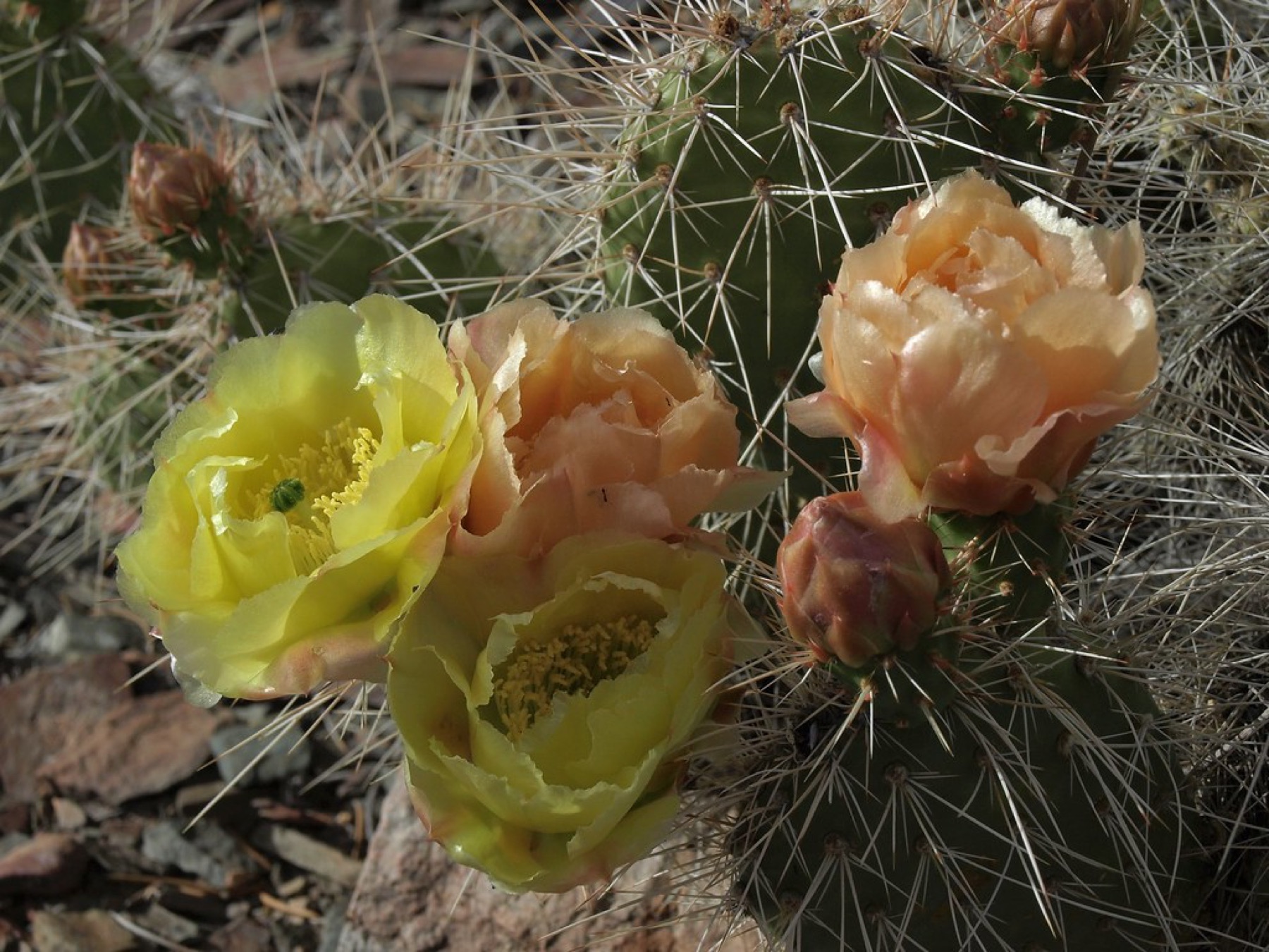 Plains Pricklypear — photo 23