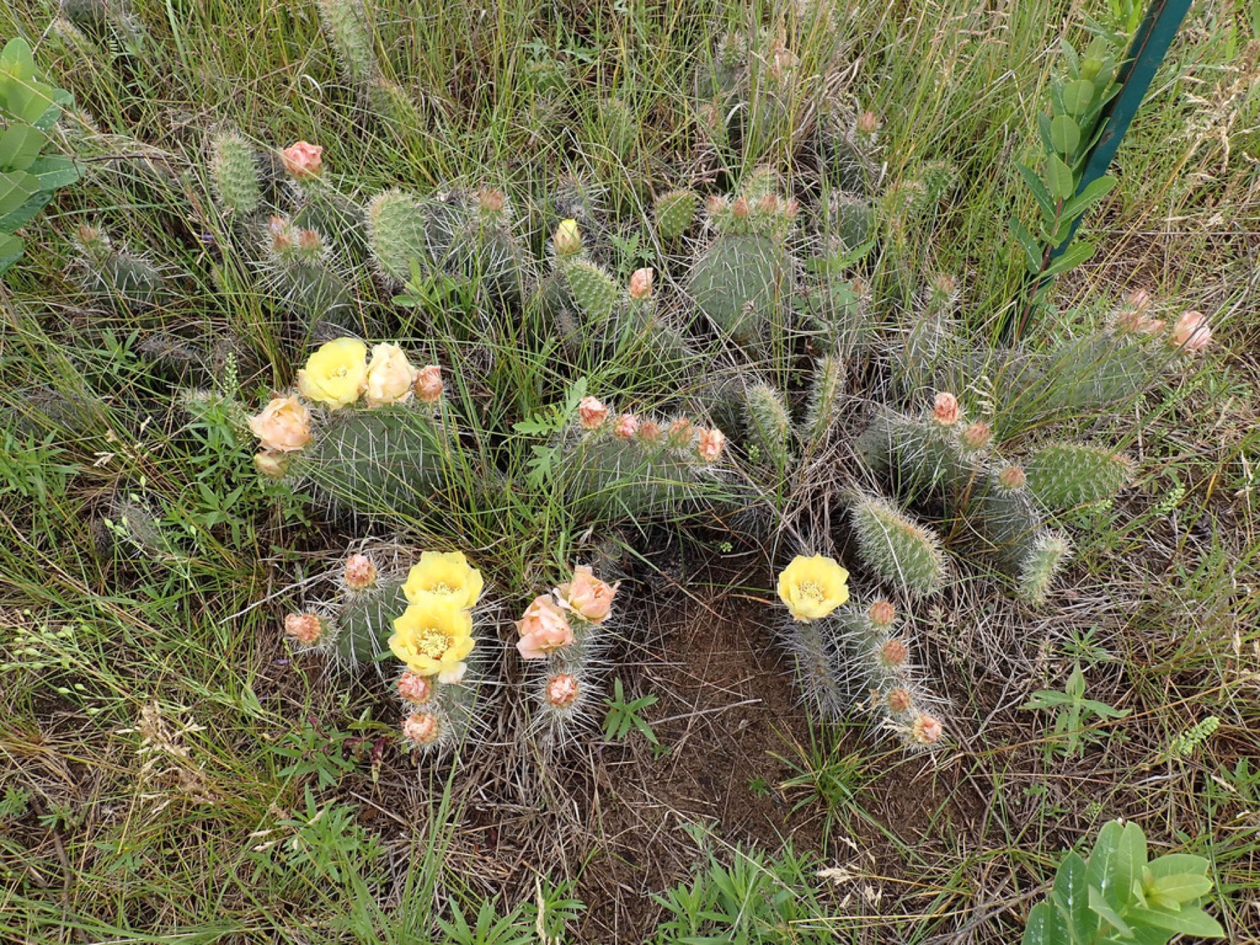 Plains Pricklypear