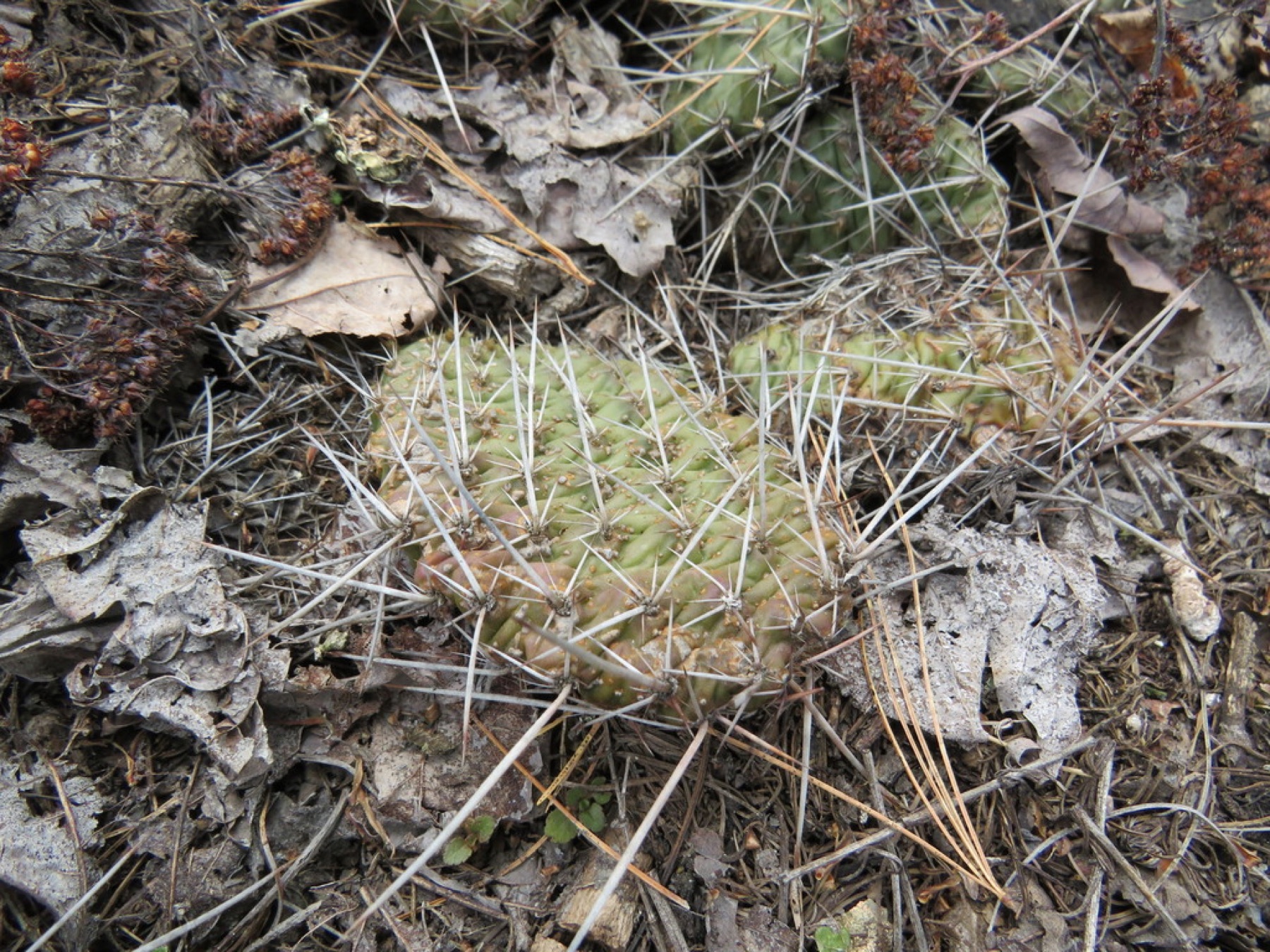 Plains Pricklypear — photo 2