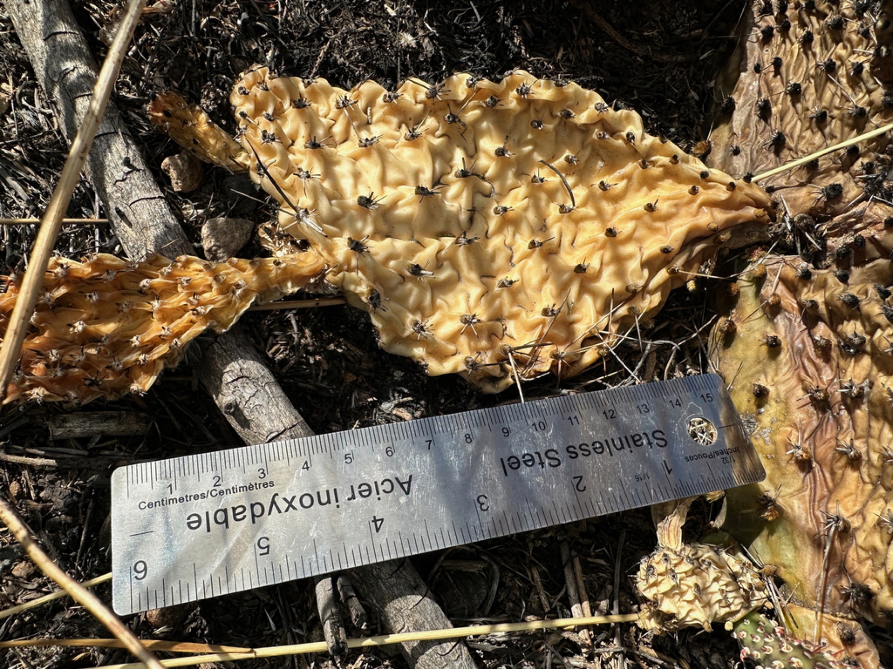 Plains Pricklypear — photo 3