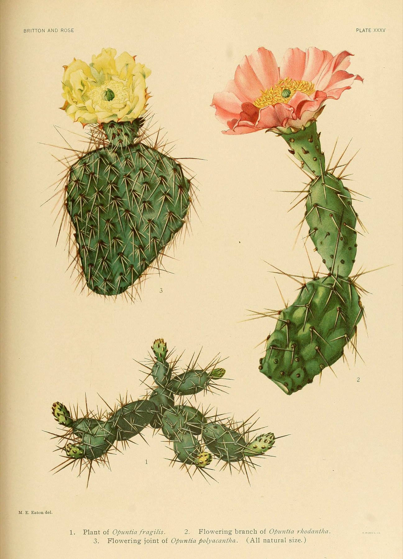 Plains Pricklypear — photo 4