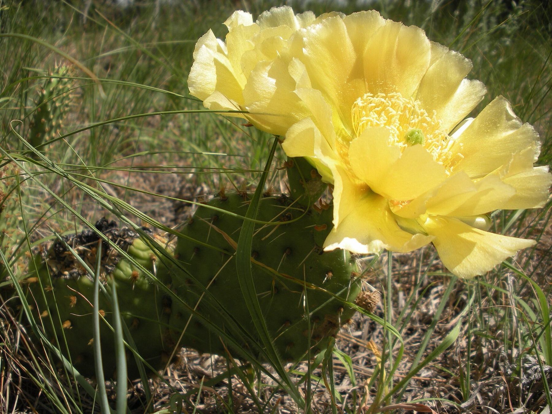 Plains Pricklypear — photo 5