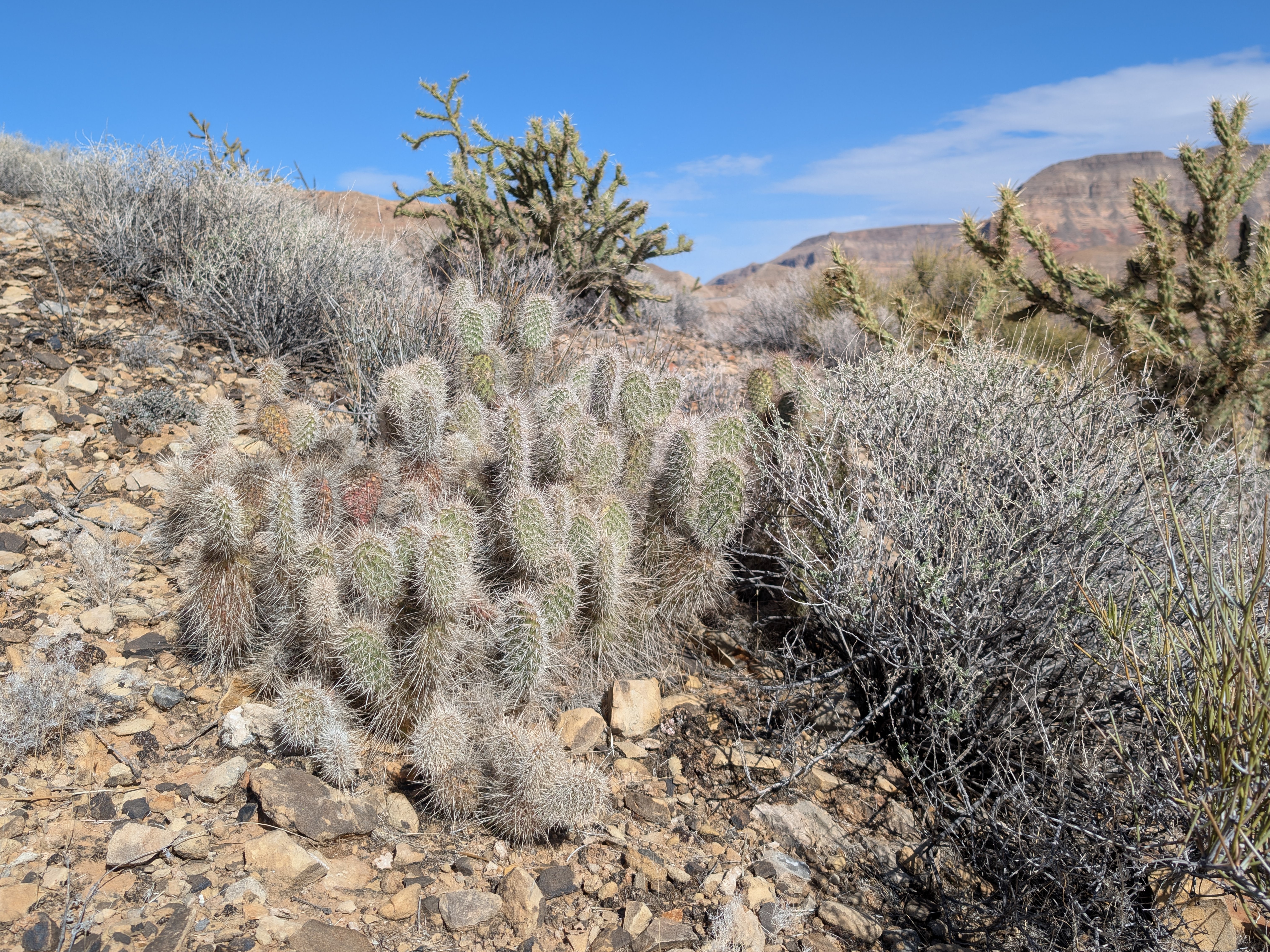 Plains Pricklypear — photo 24