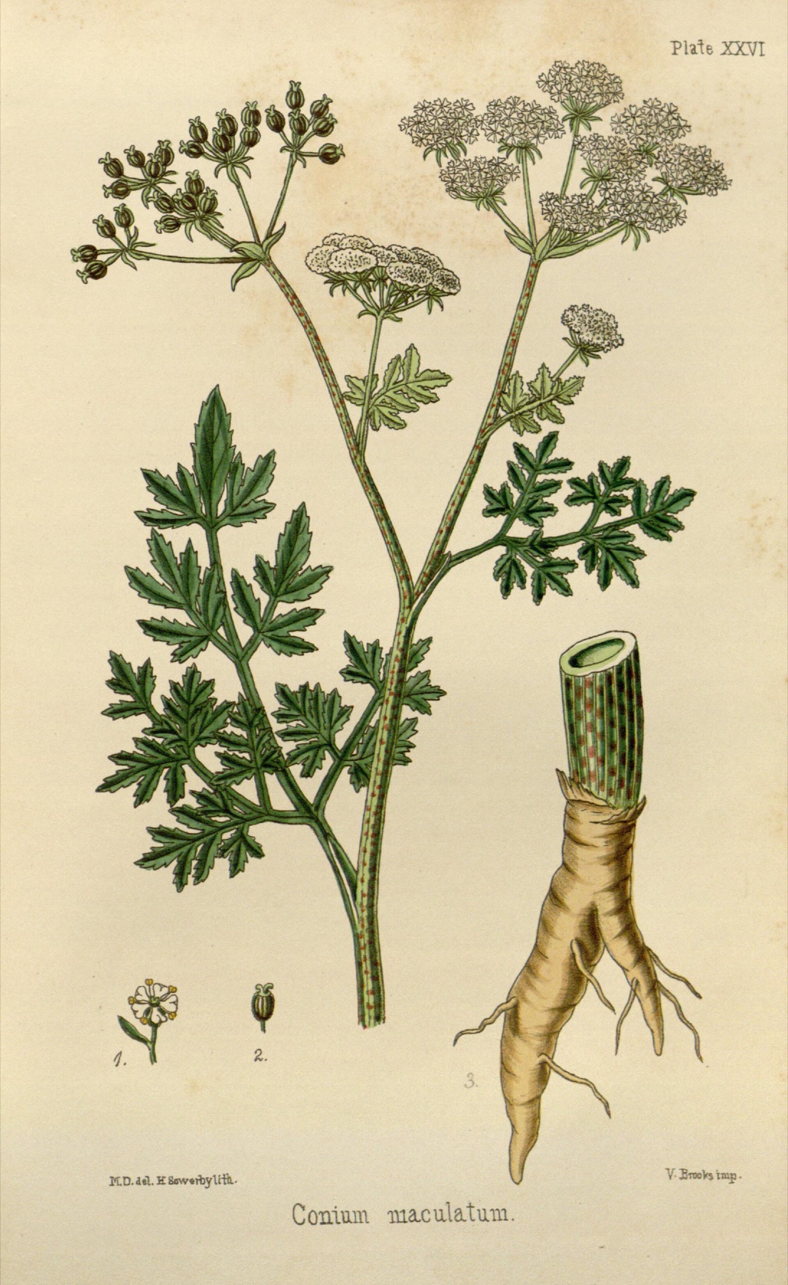 Poison Hemlock — photo 8