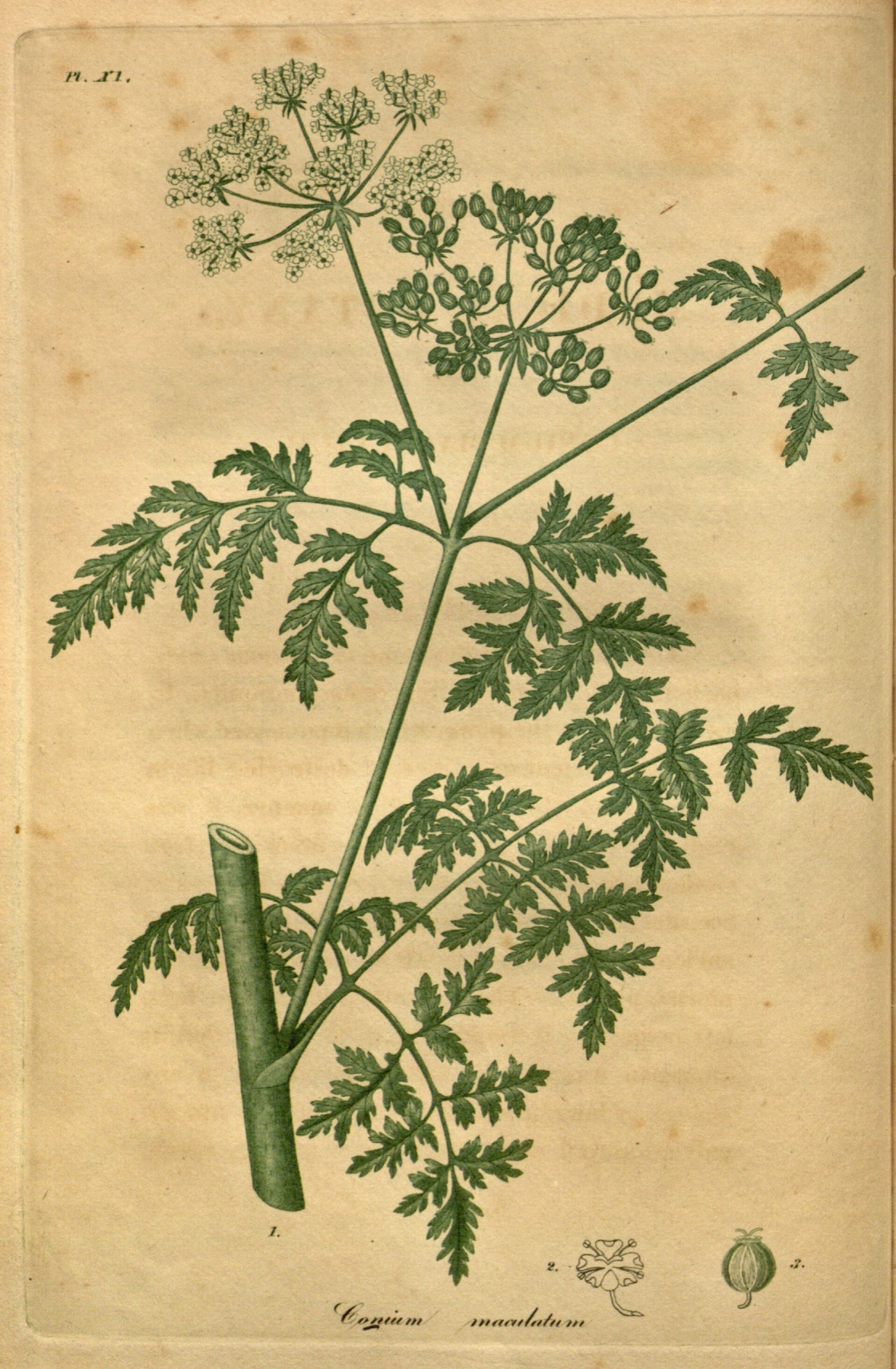 Poison Hemlock — photo 9