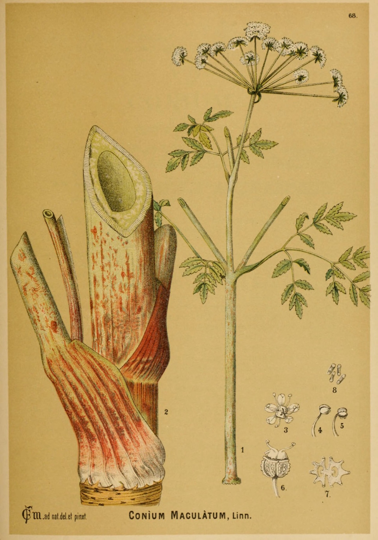 Poison Hemlock — photo 10