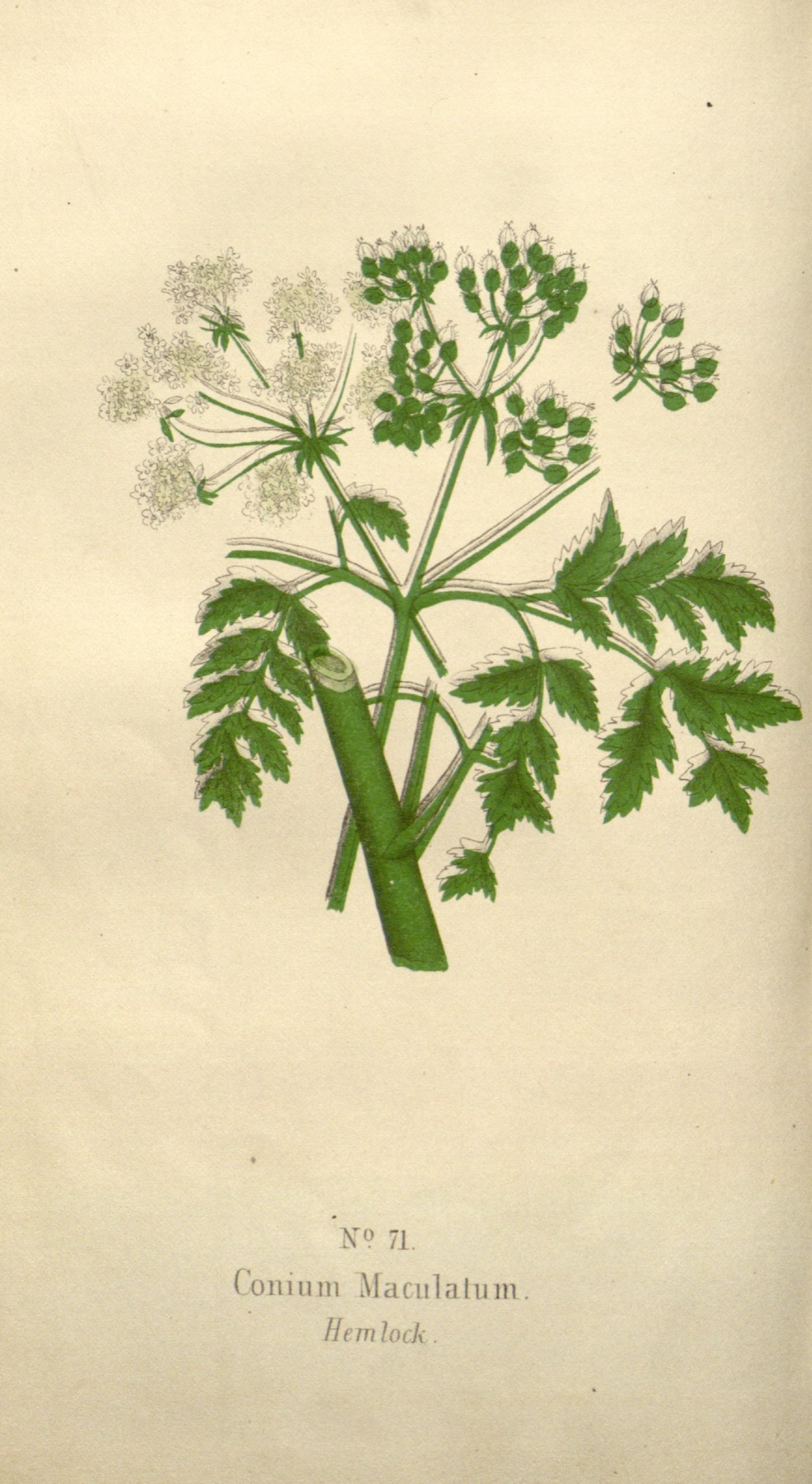 Poison Hemlock — photo 11