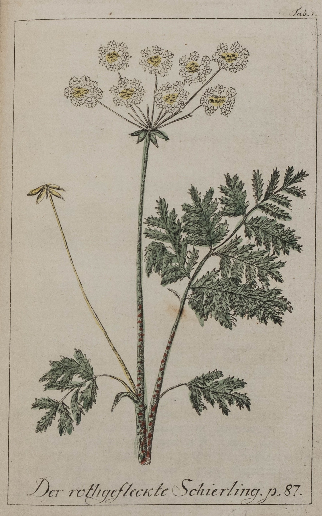 Poison Hemlock — photo 12