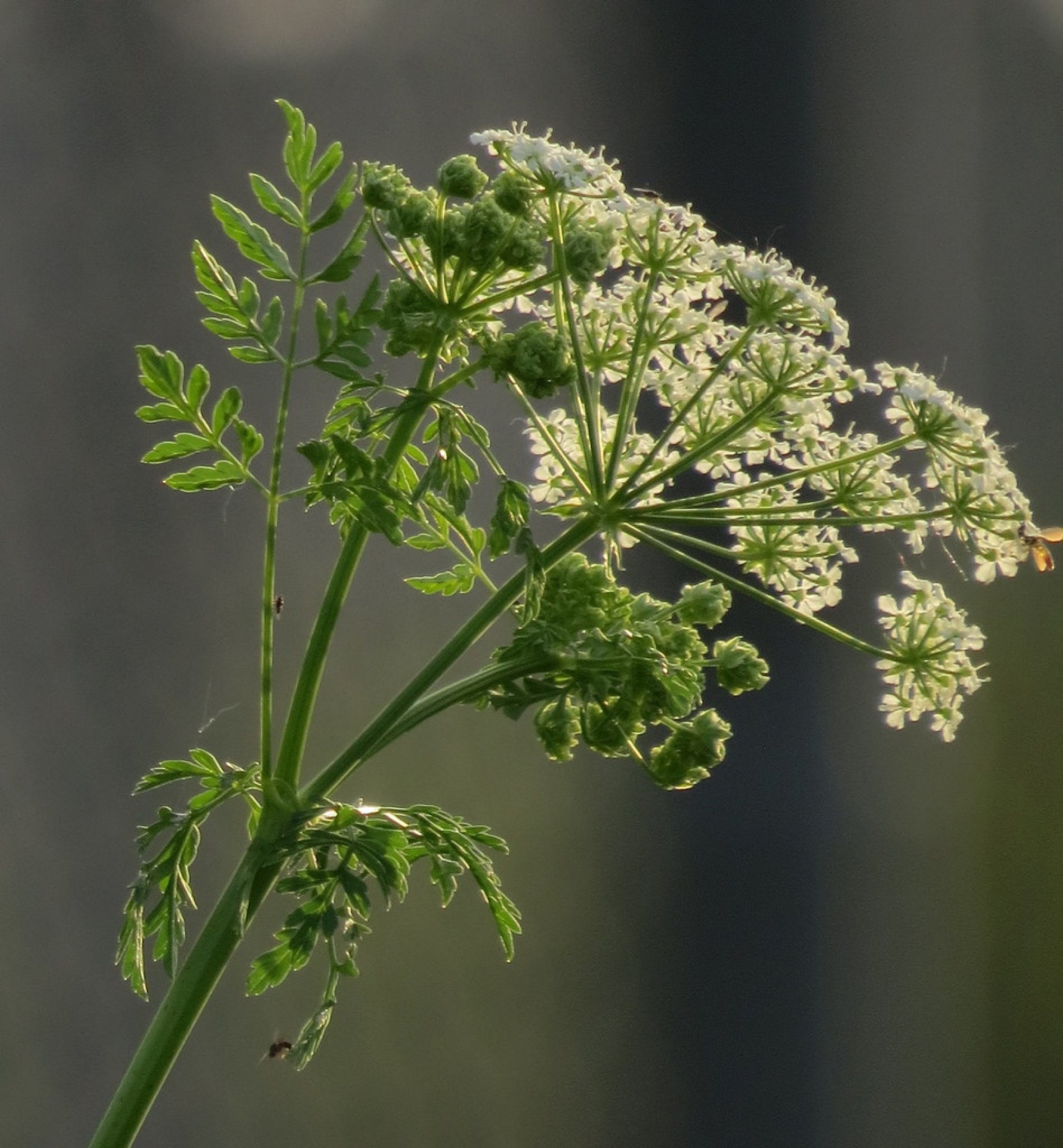 Poison Hemlock