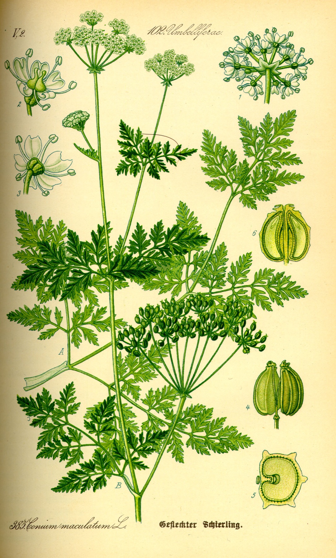 Poison Hemlock — photo 14