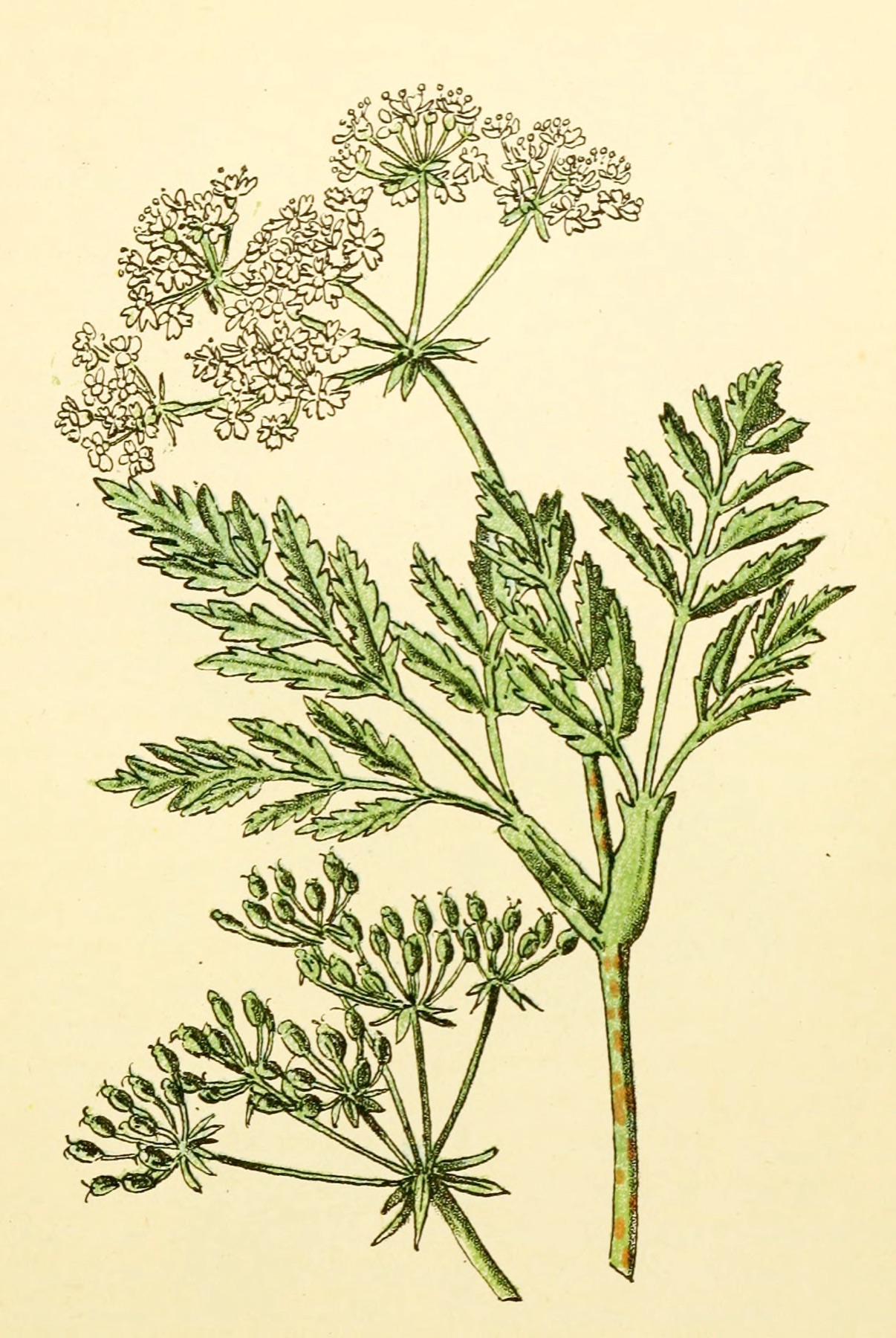 Poison Hemlock — photo 15