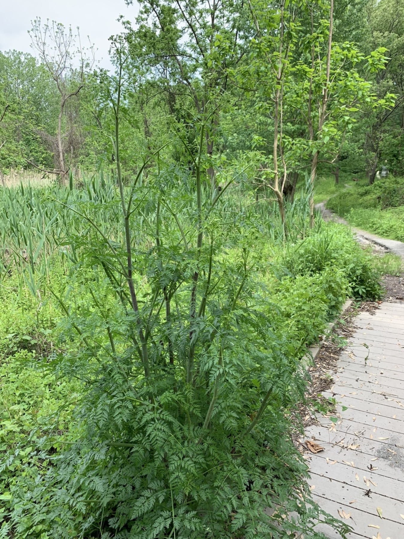 Poison Hemlock — photo 16