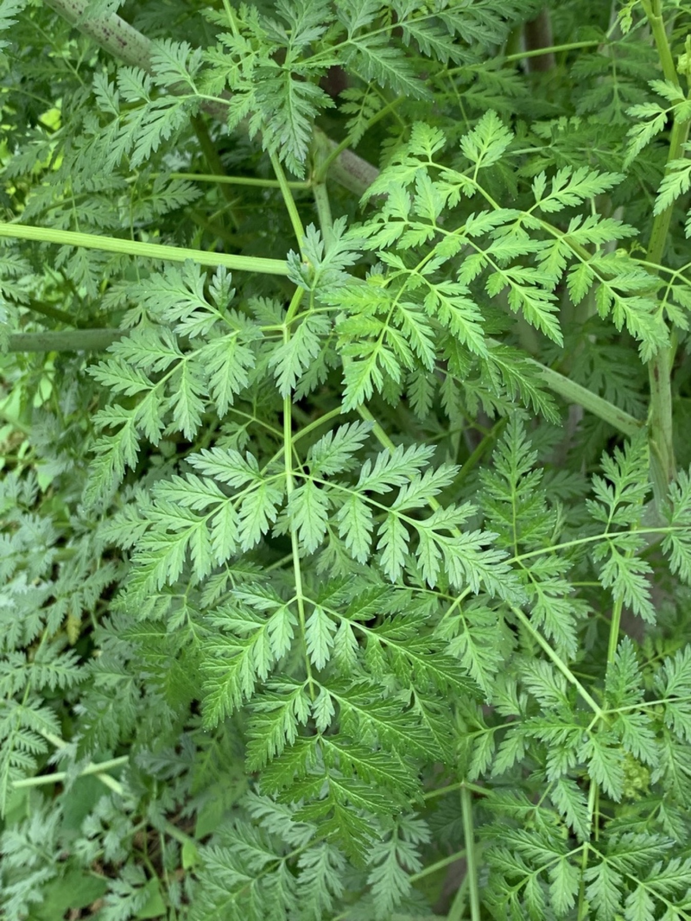Poison Hemlock — photo 17