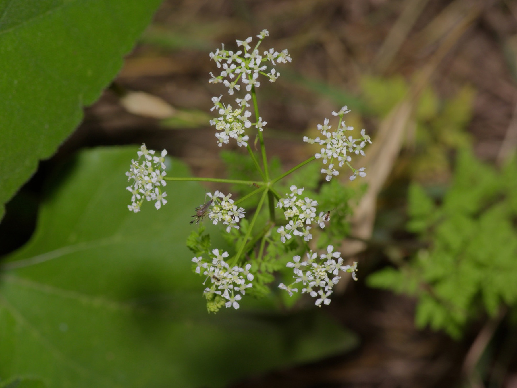 Poison Hemlock — photo 18
