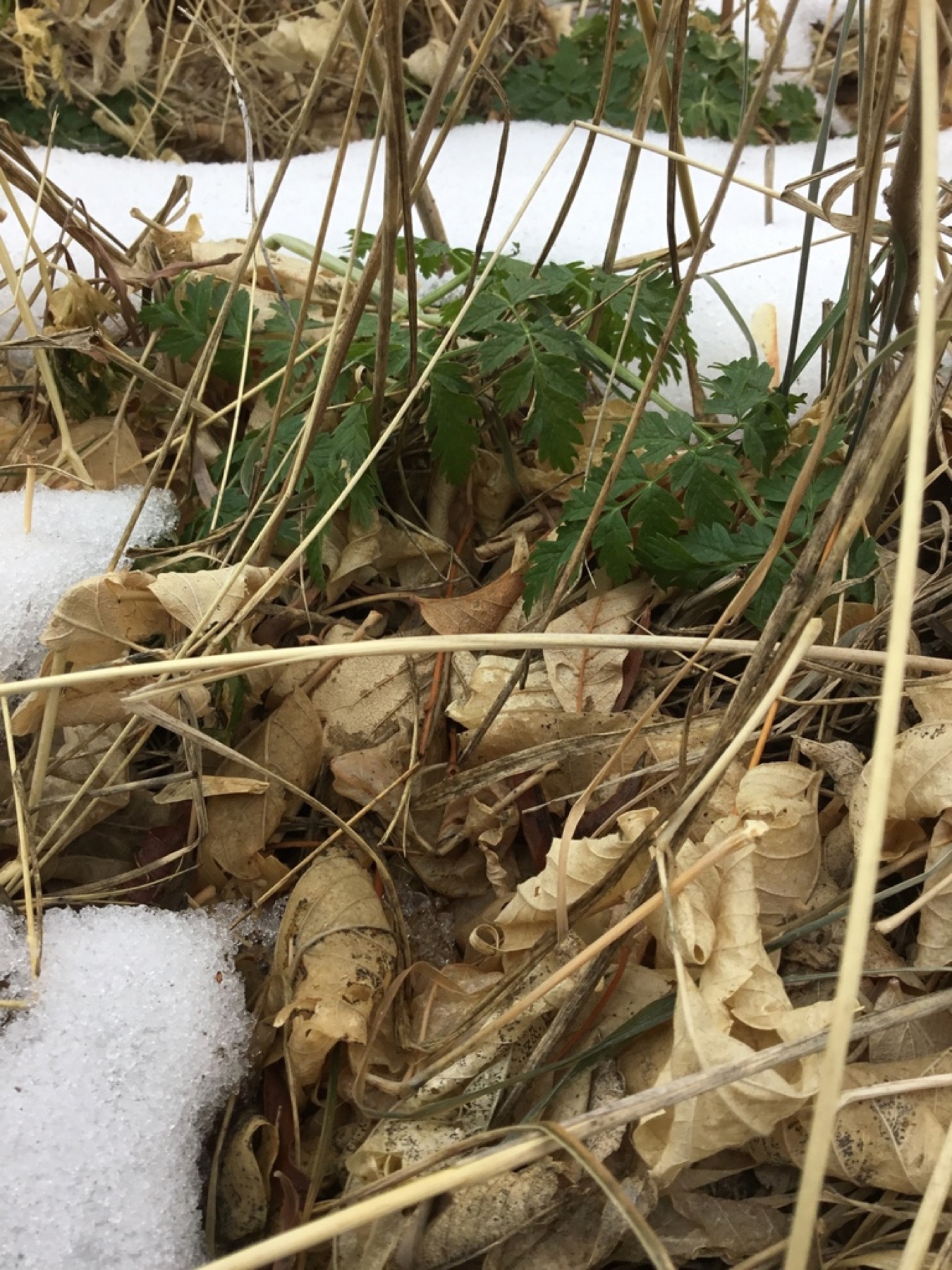 Poison Hemlock — photo 19