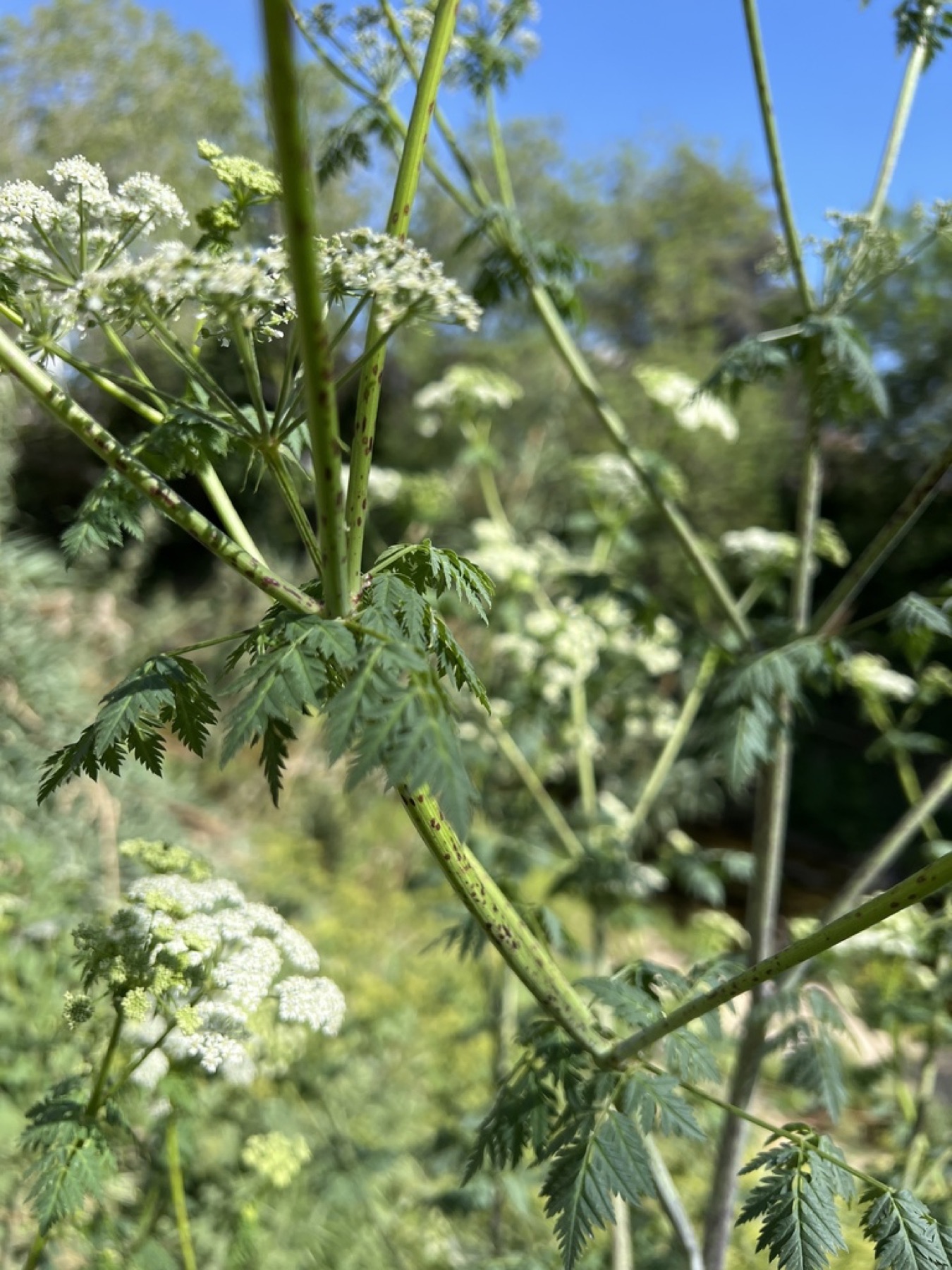 Poison Hemlock — photo 20
