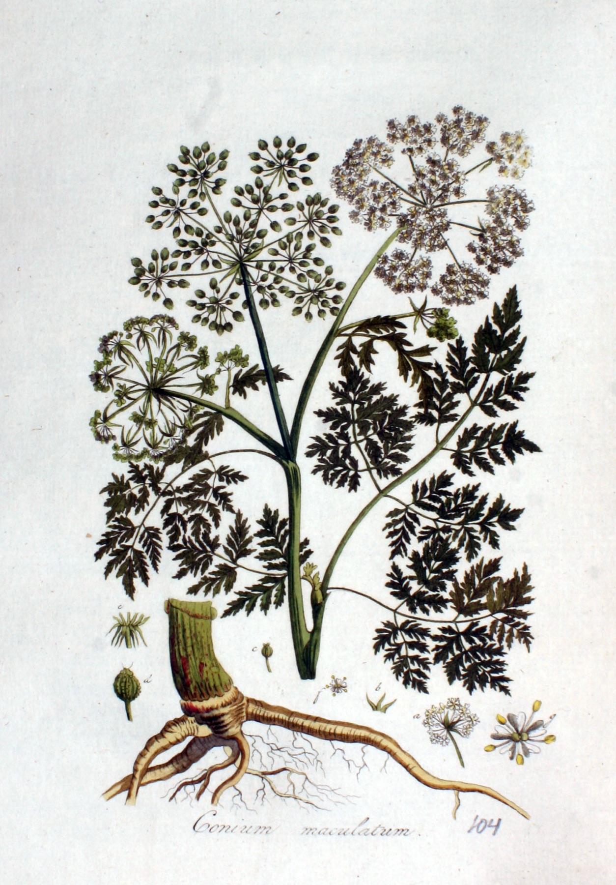 Poison Hemlock — photo 21