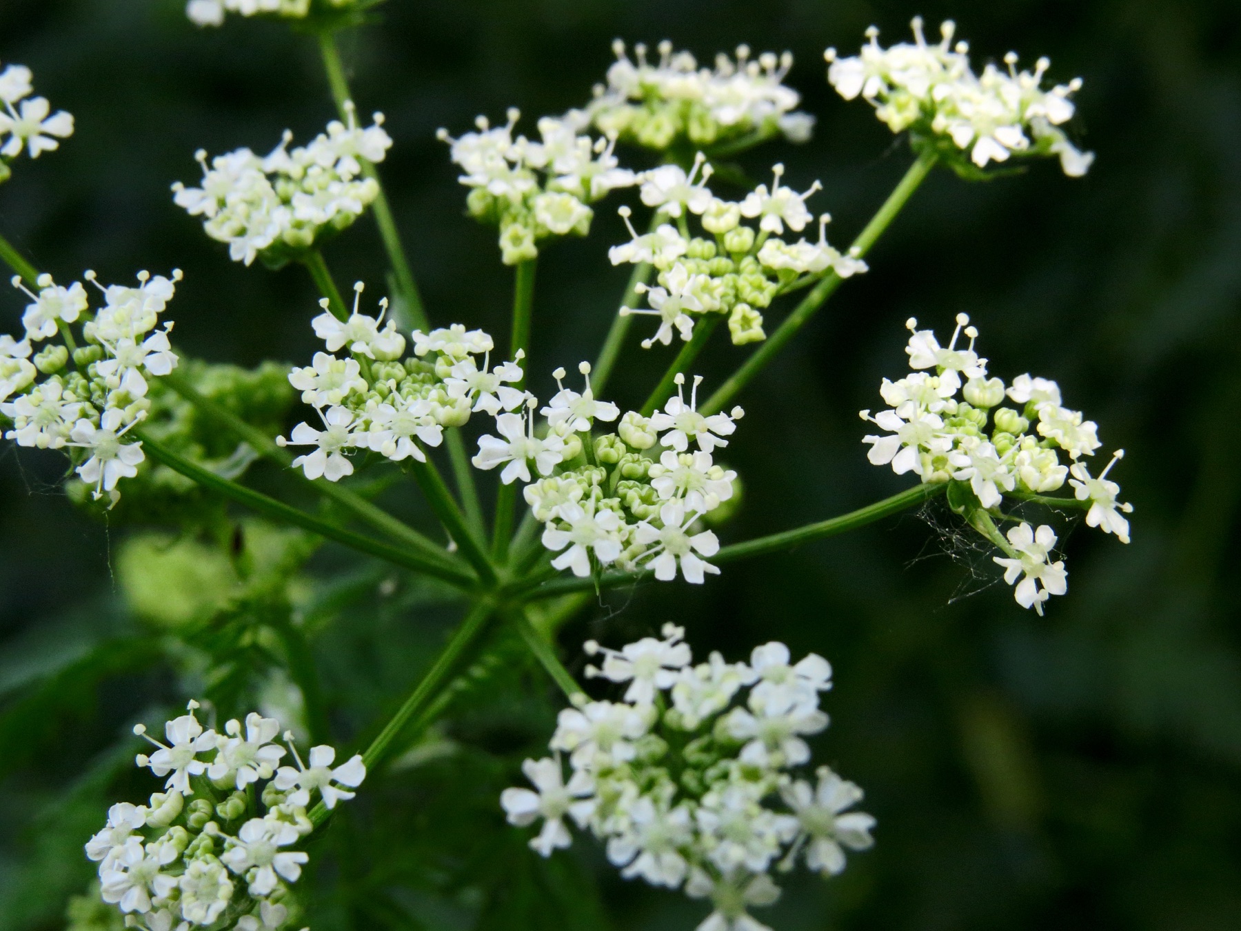 Poison Hemlock — photo 23