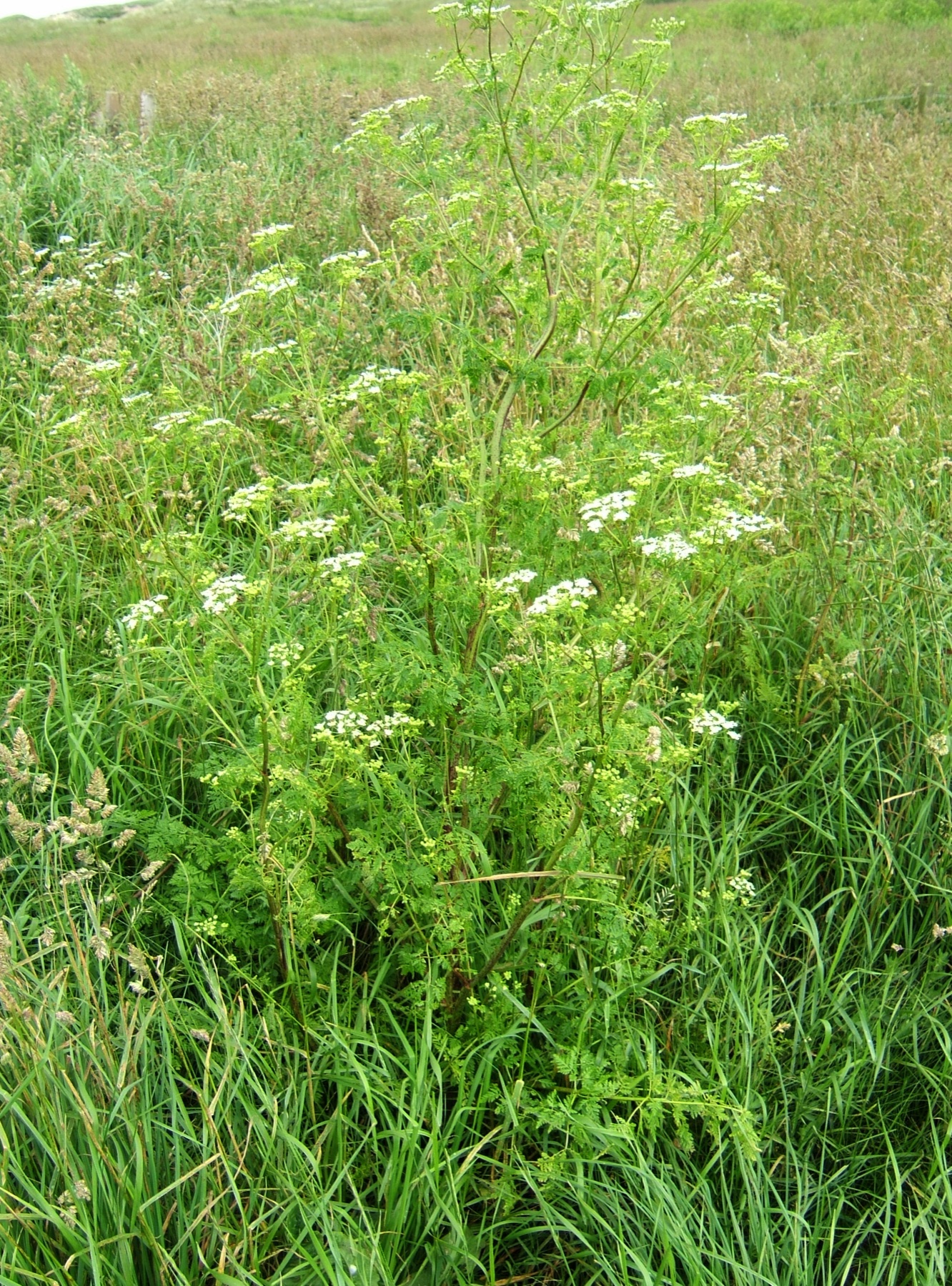 Poison Hemlock — photo 24