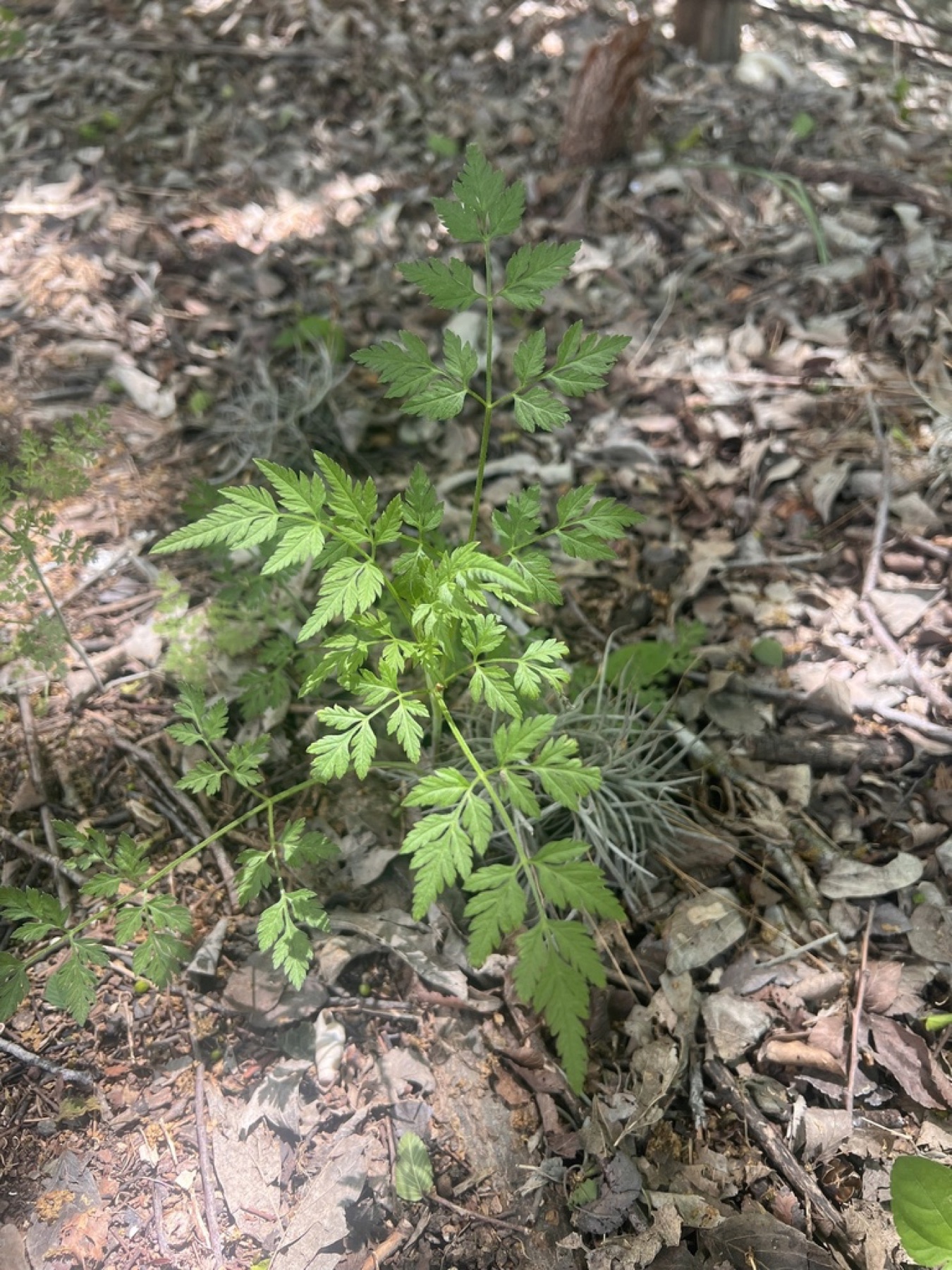 Poison Hemlock — photo 3